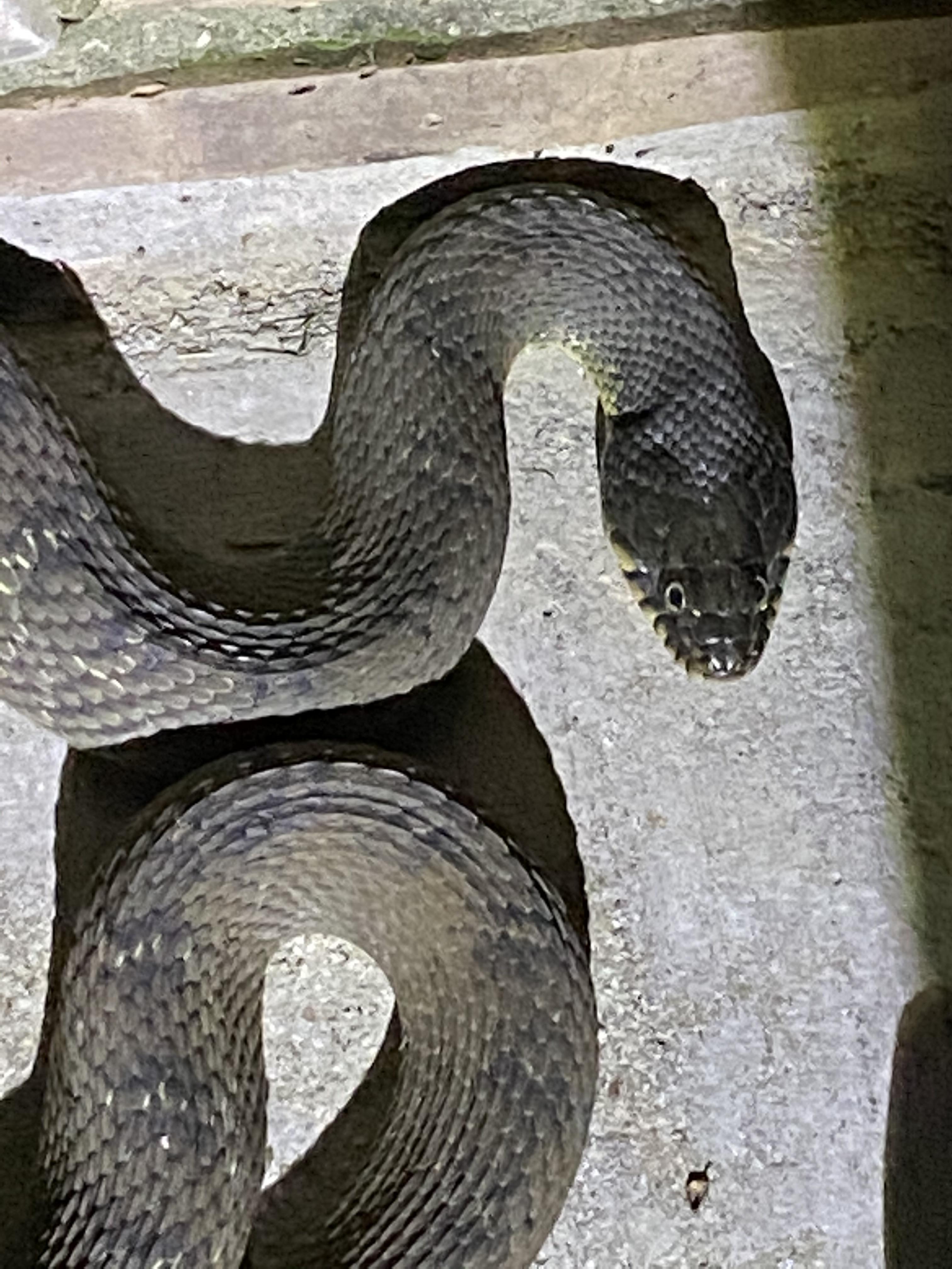 Any one able to identify this snake? Found in North Texas. Has a yellow