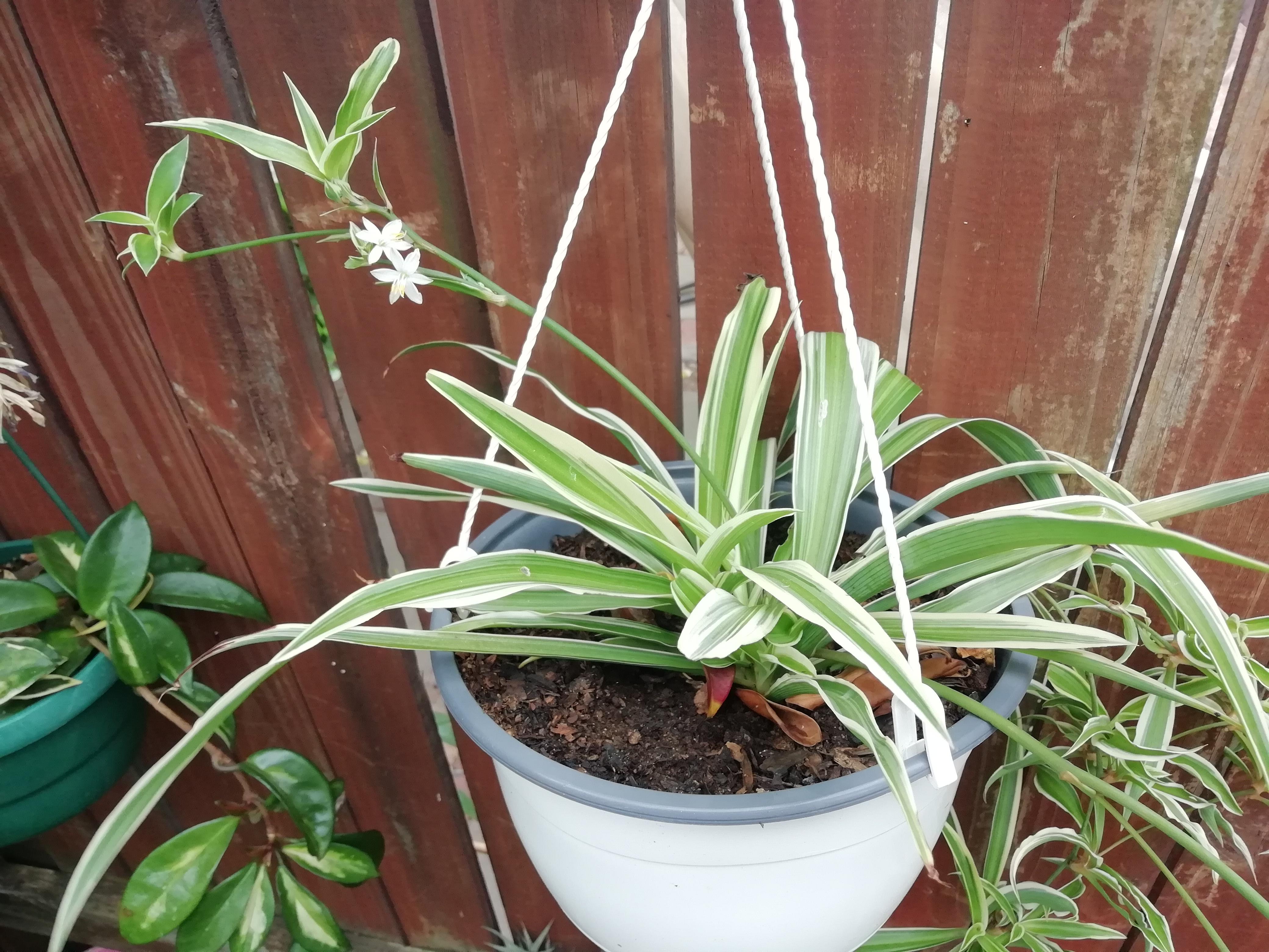 My spider plant is doing so well outdoors, it's flowering. [Cape Town