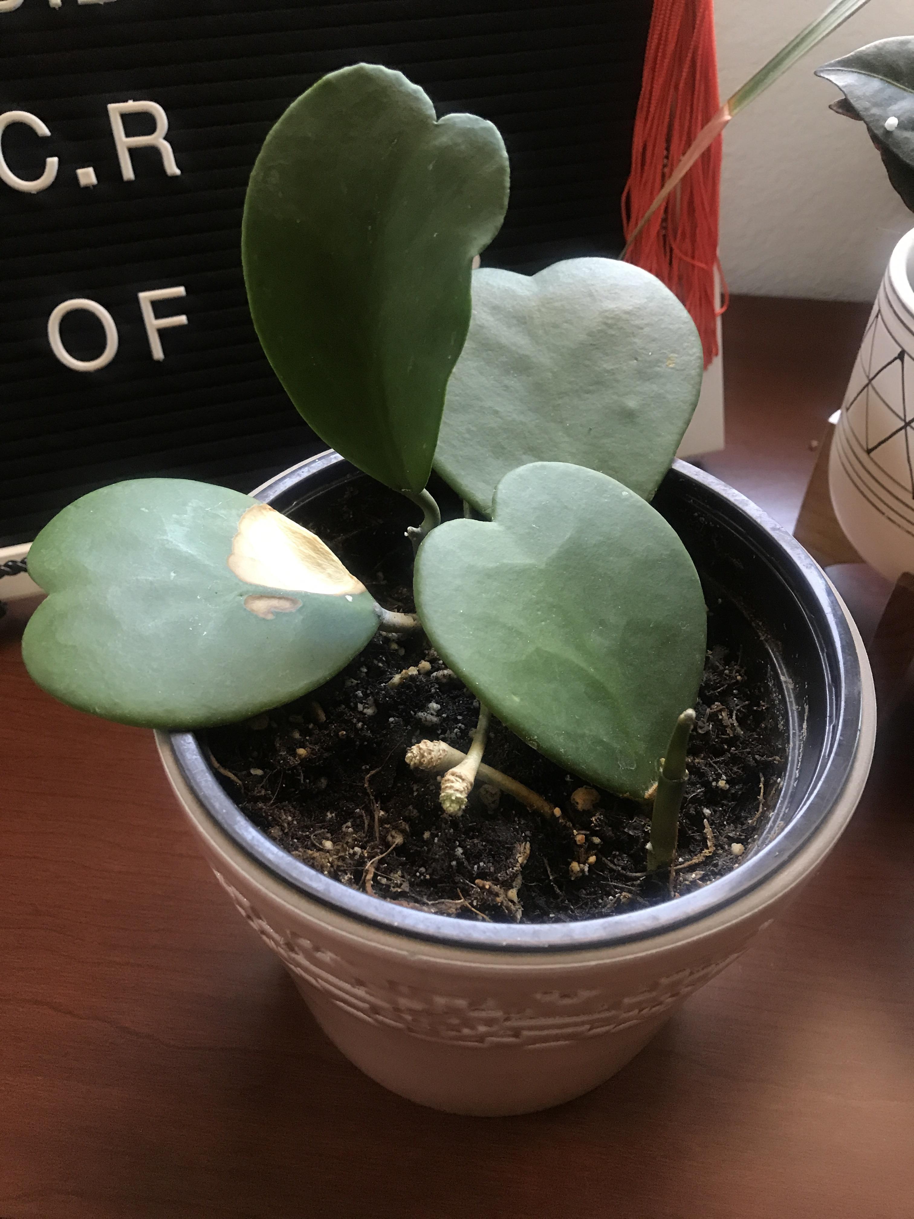 Any tips on taking care of this hoya?