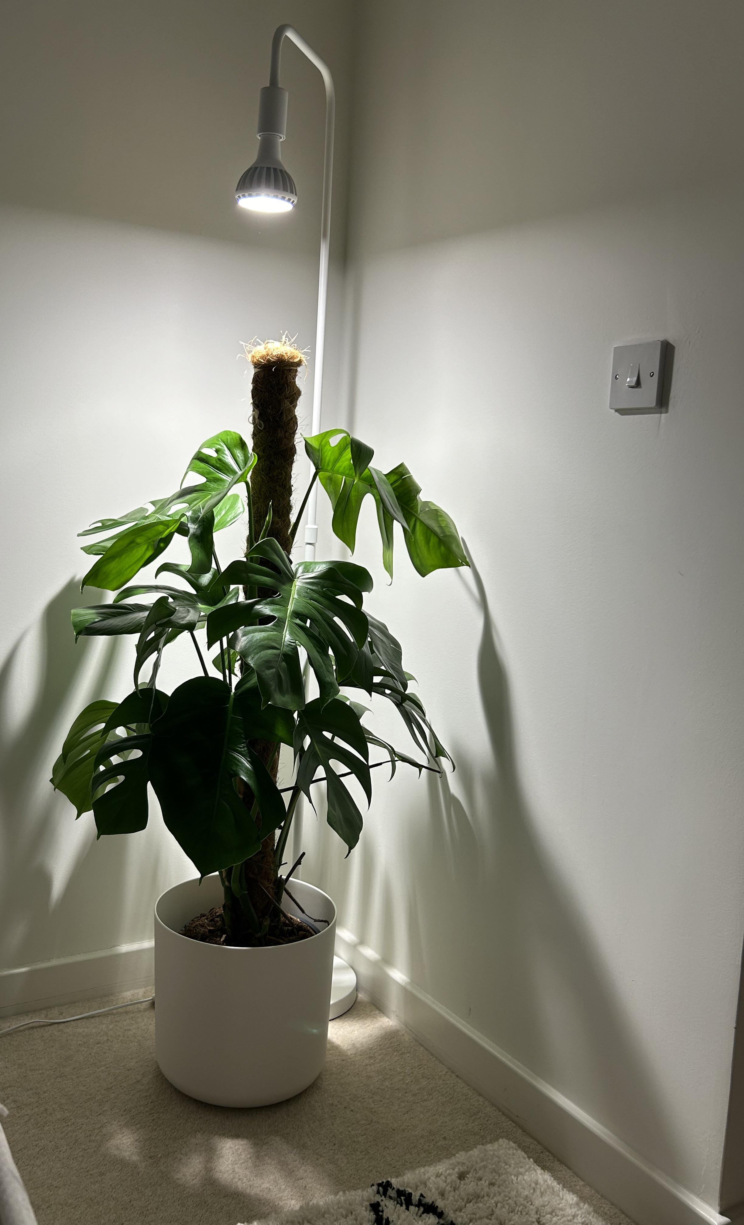 Is this grow light too close? r/Monstera