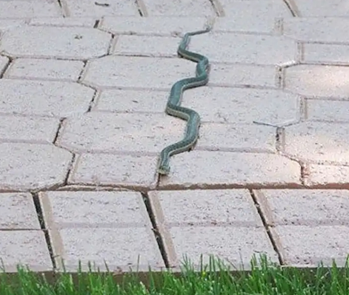 The way this snake is perfectly aligned with the floor bricks r