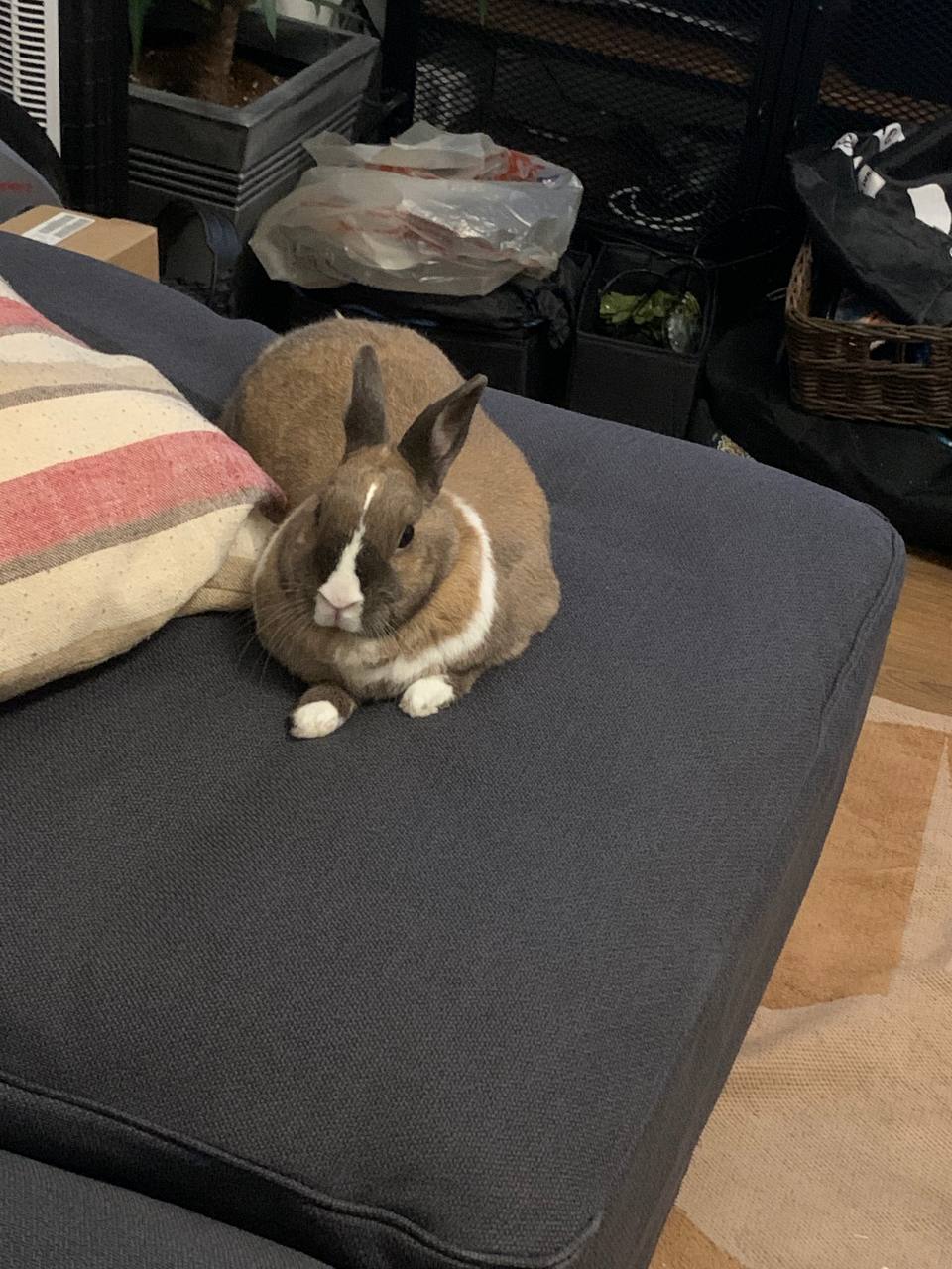 She likes the new sofa r/Rabbits