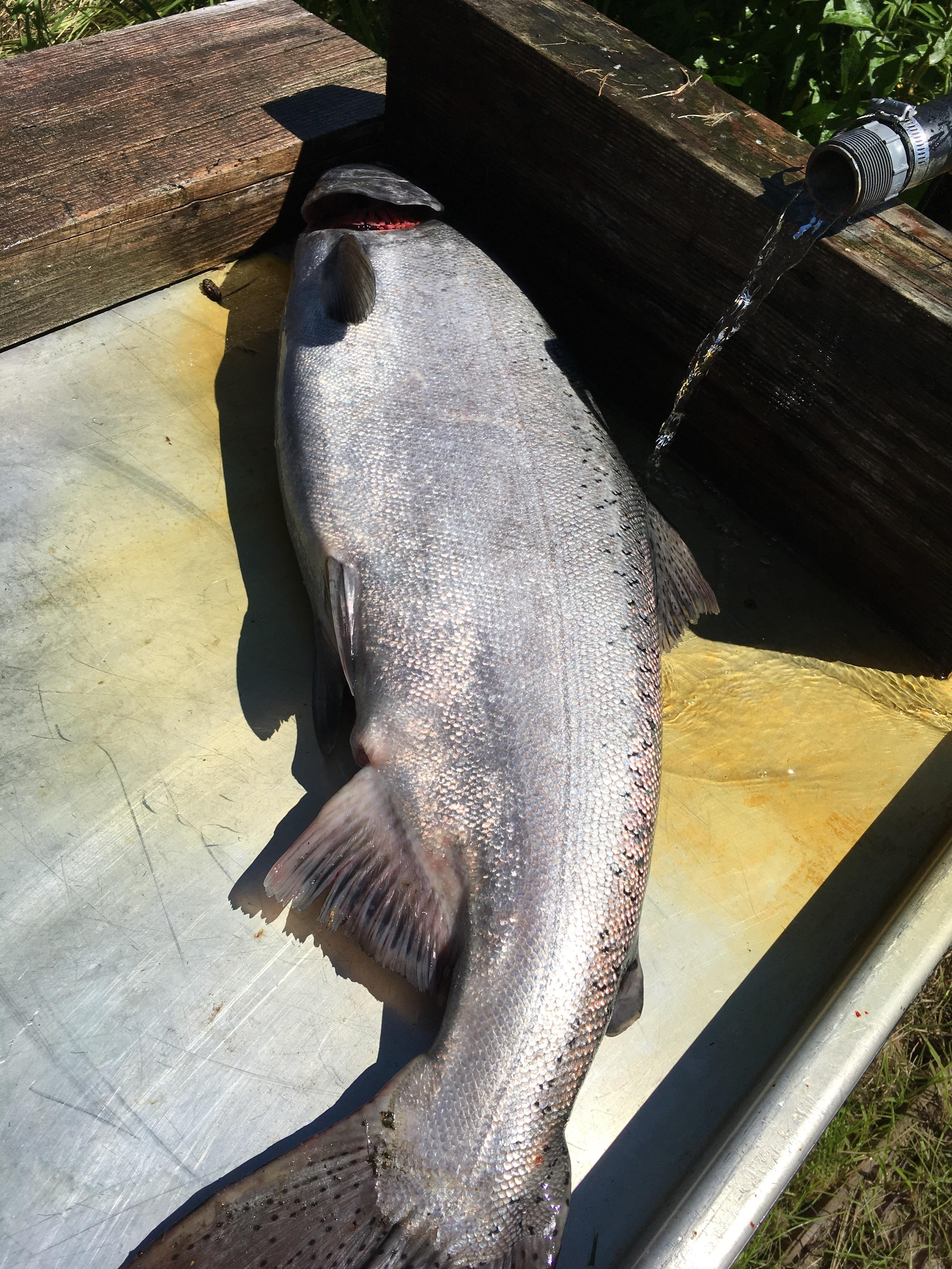 45 pound king salmon caught this summer kenai river alaska r/Fishing