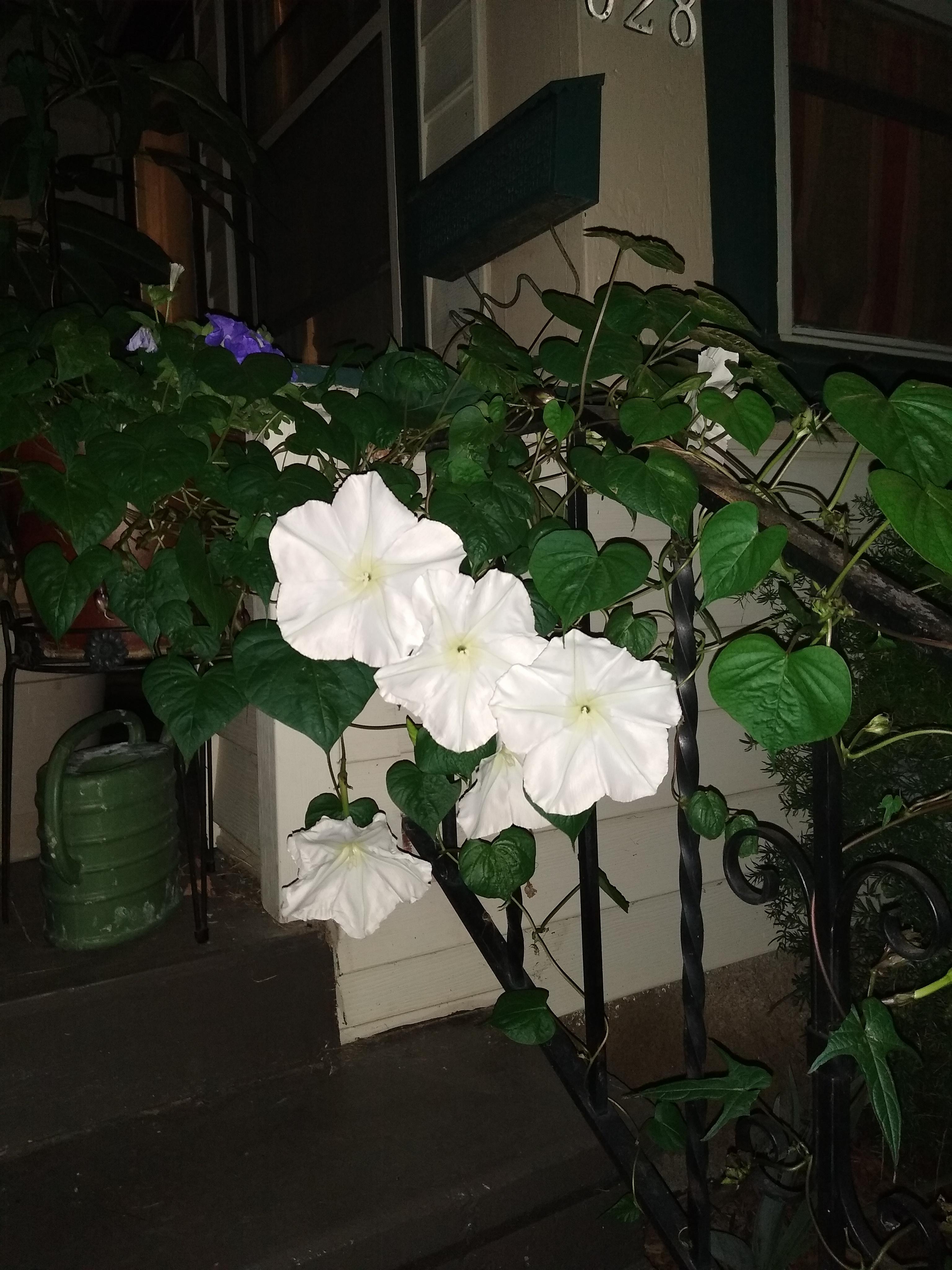 My Moonflowers = Best smell ever! r/gardening
