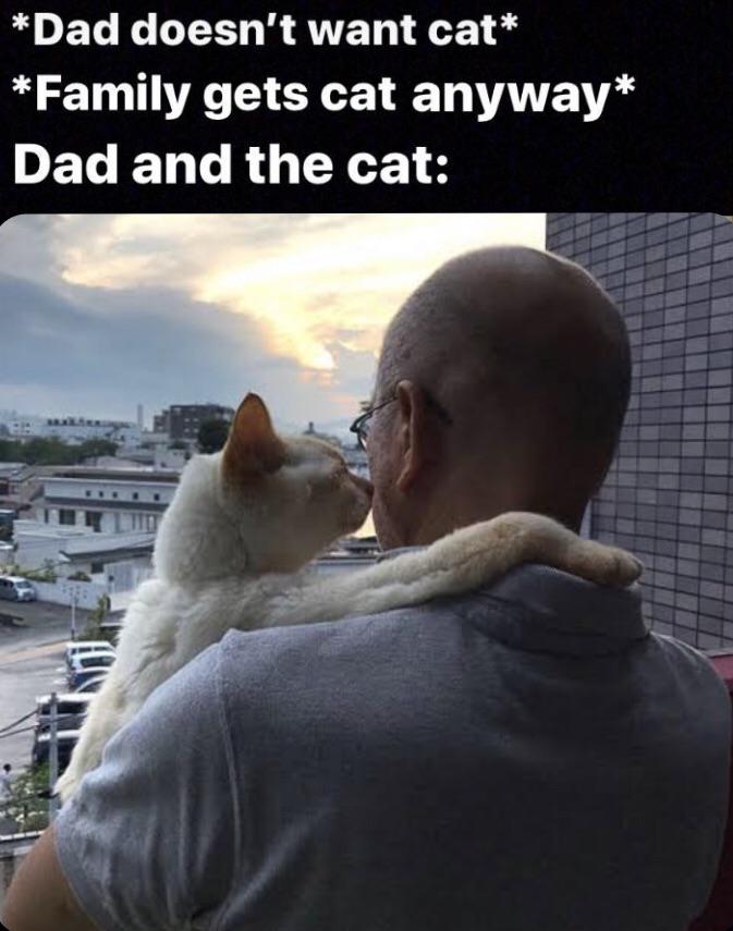 Dad and Cat memes Now memes