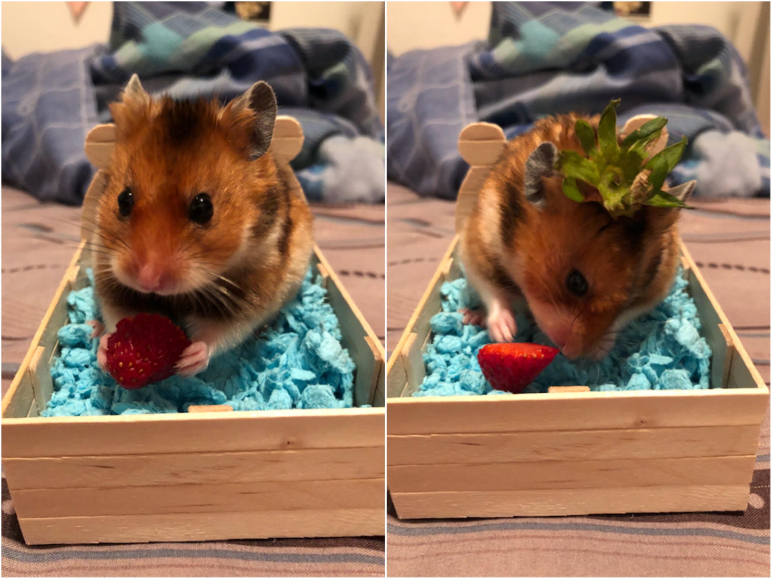 proof that you actually turn into a strawberry after eating one 🍓 r