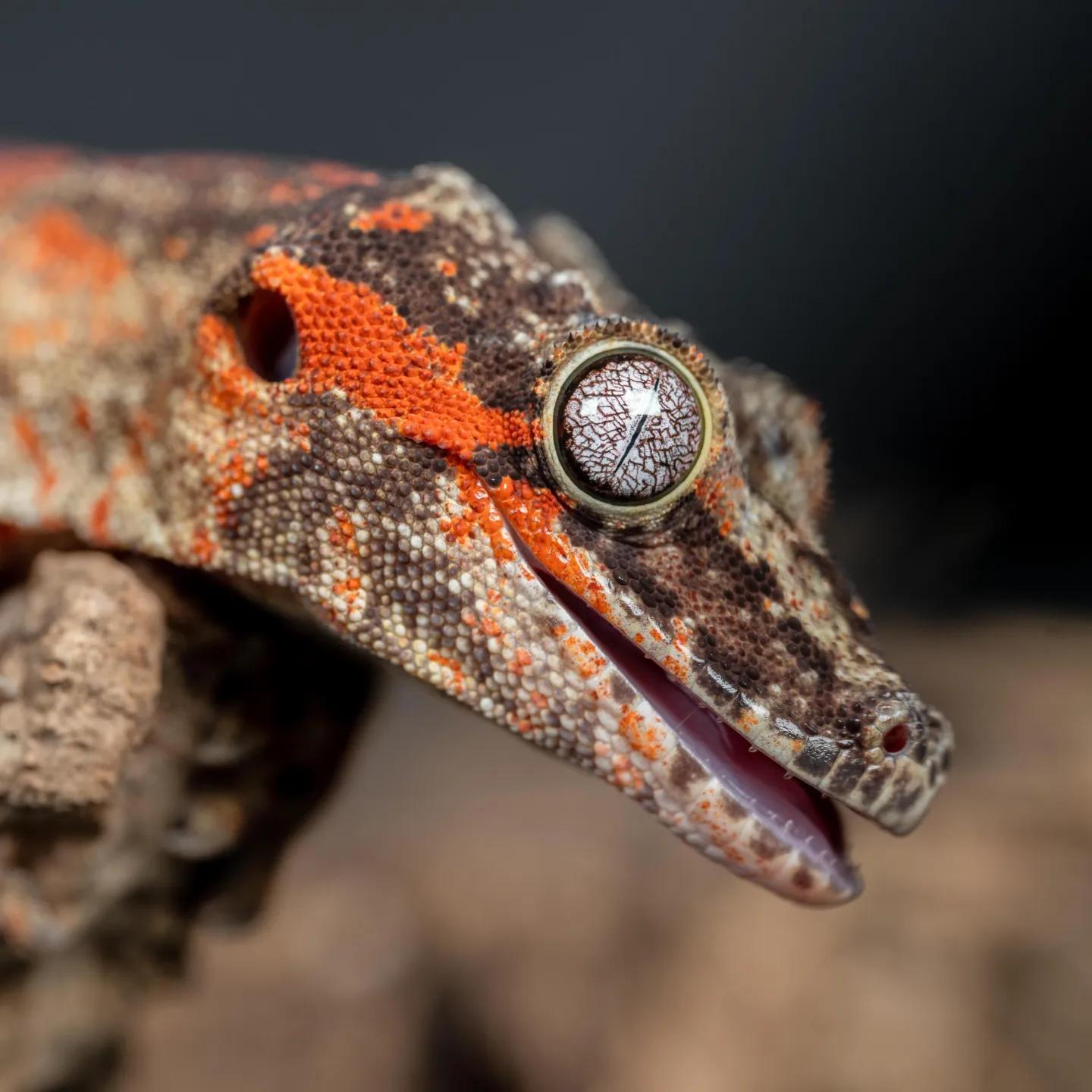 Gargoyle geckos have the cutest faces! reptiles