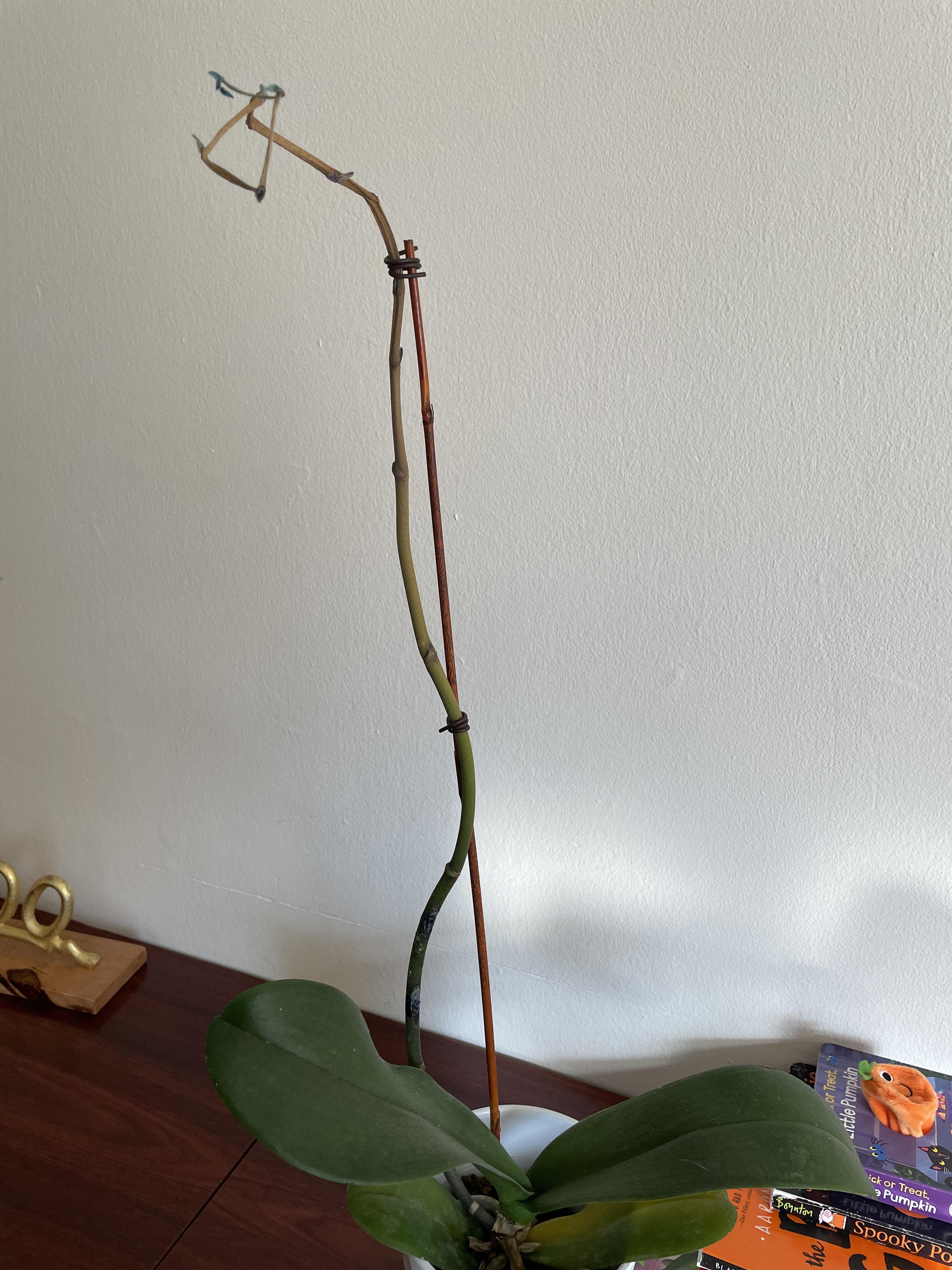 The flowers have fallen off already, but the stem is turning brown