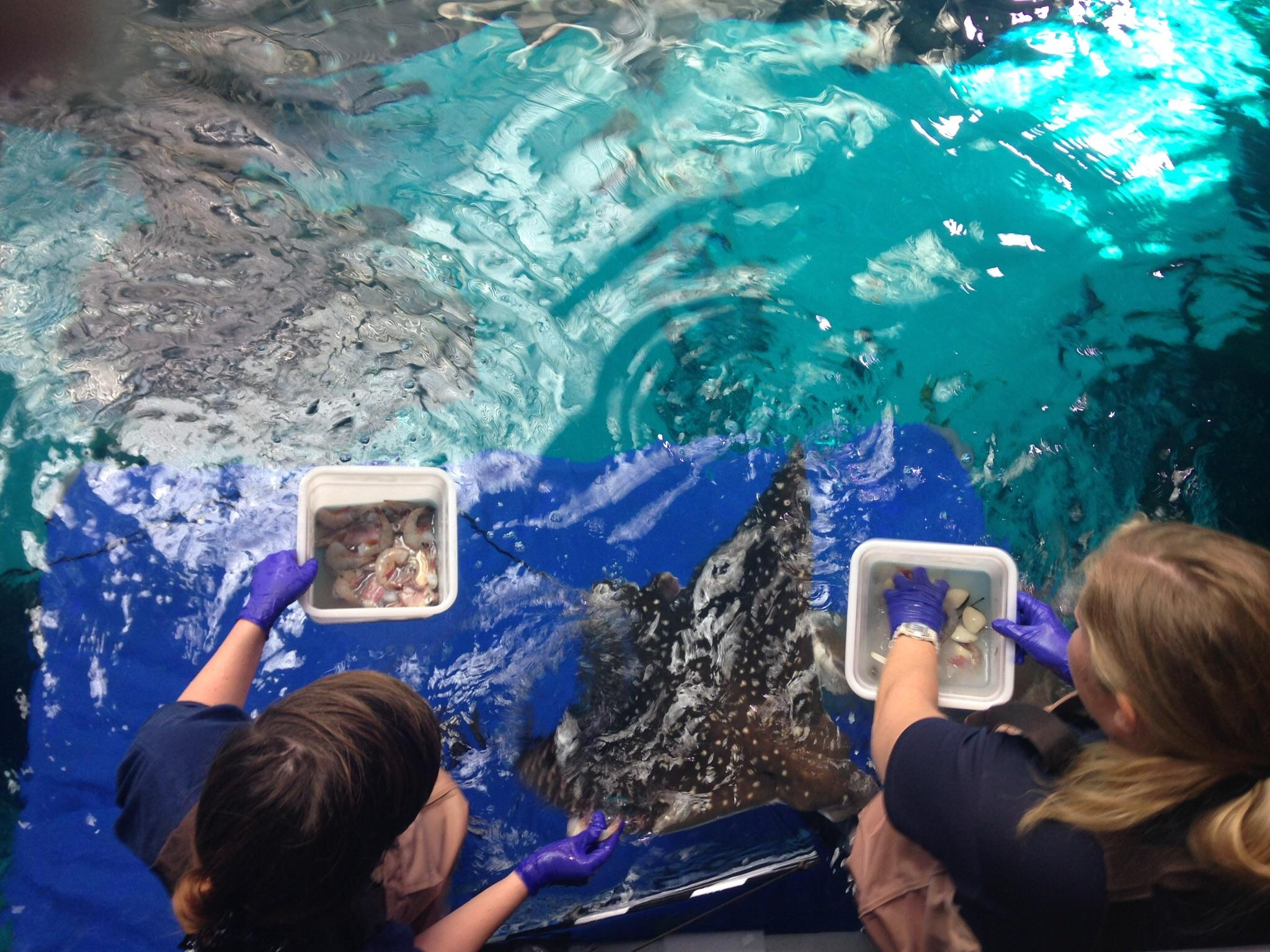 I had an internship at GA aquarium and it was a dream. r/Aquariums