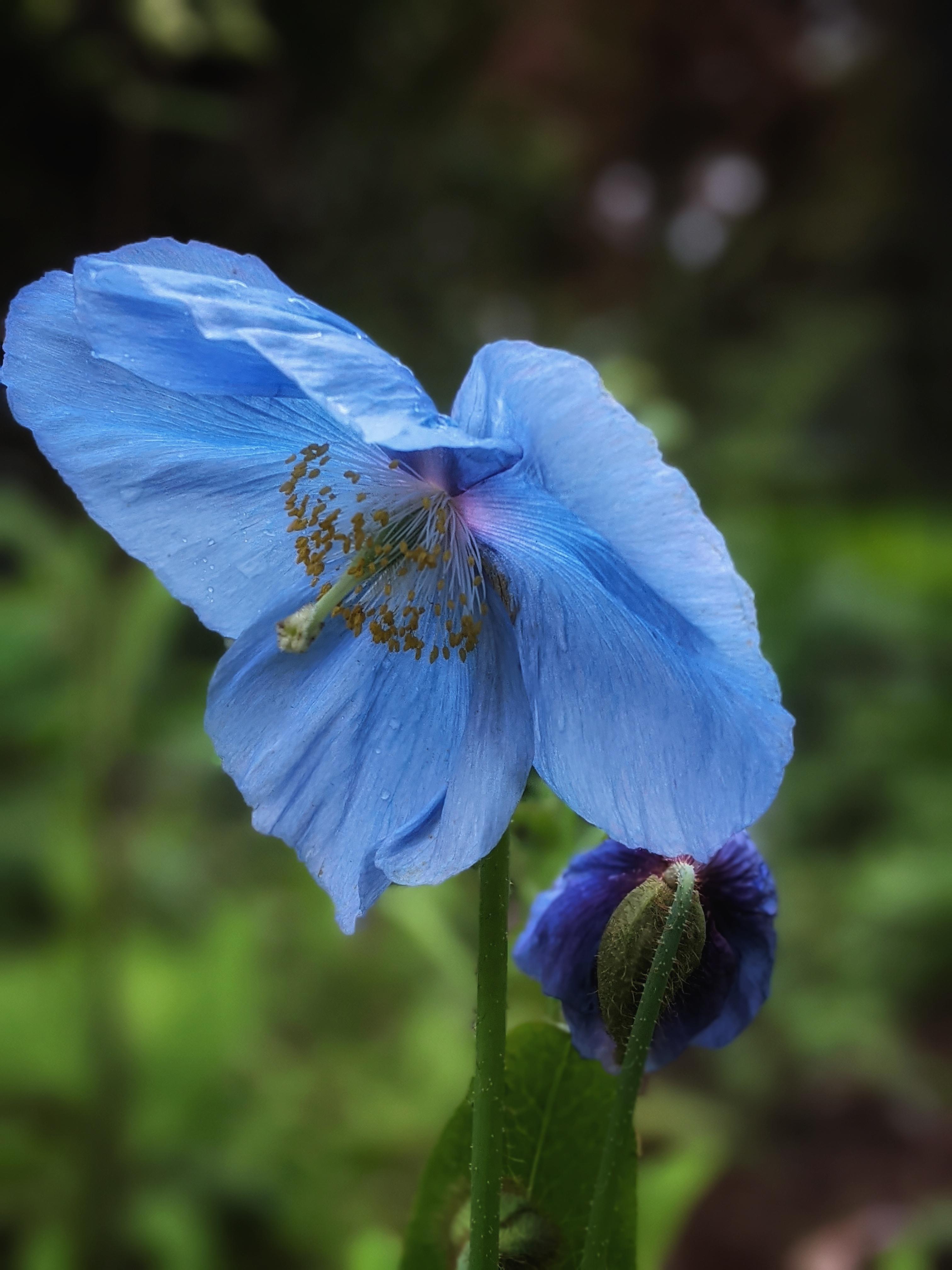 Beautiful blue Himalayan poppy have never had any luck with these in