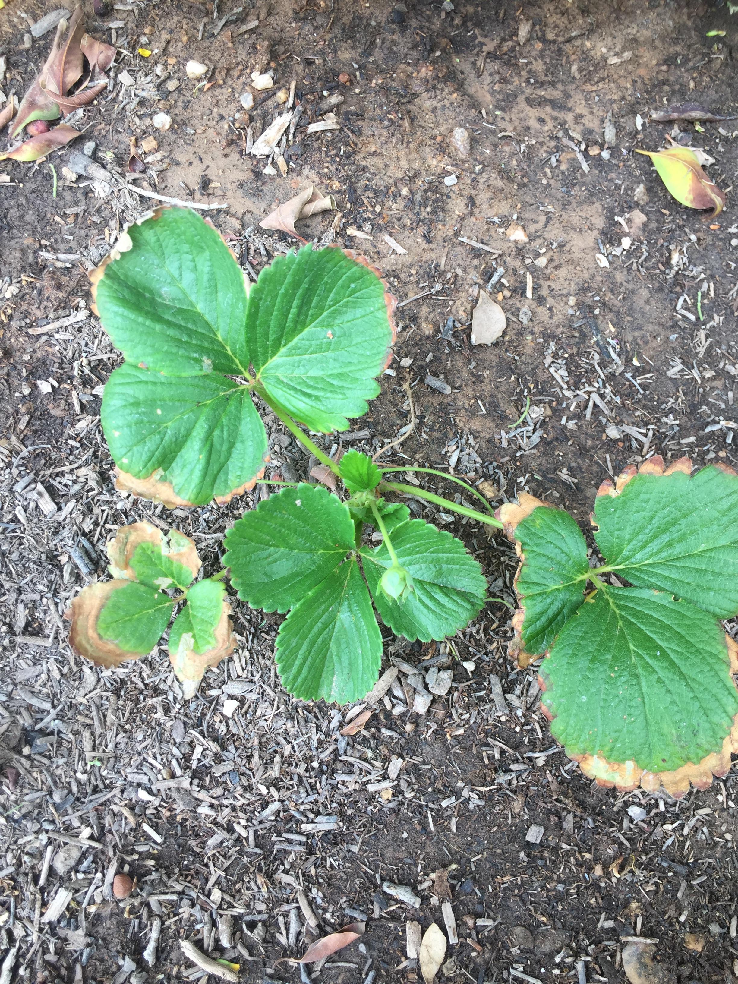 Dying strawberries! Does anyone know why these strawberries started to
