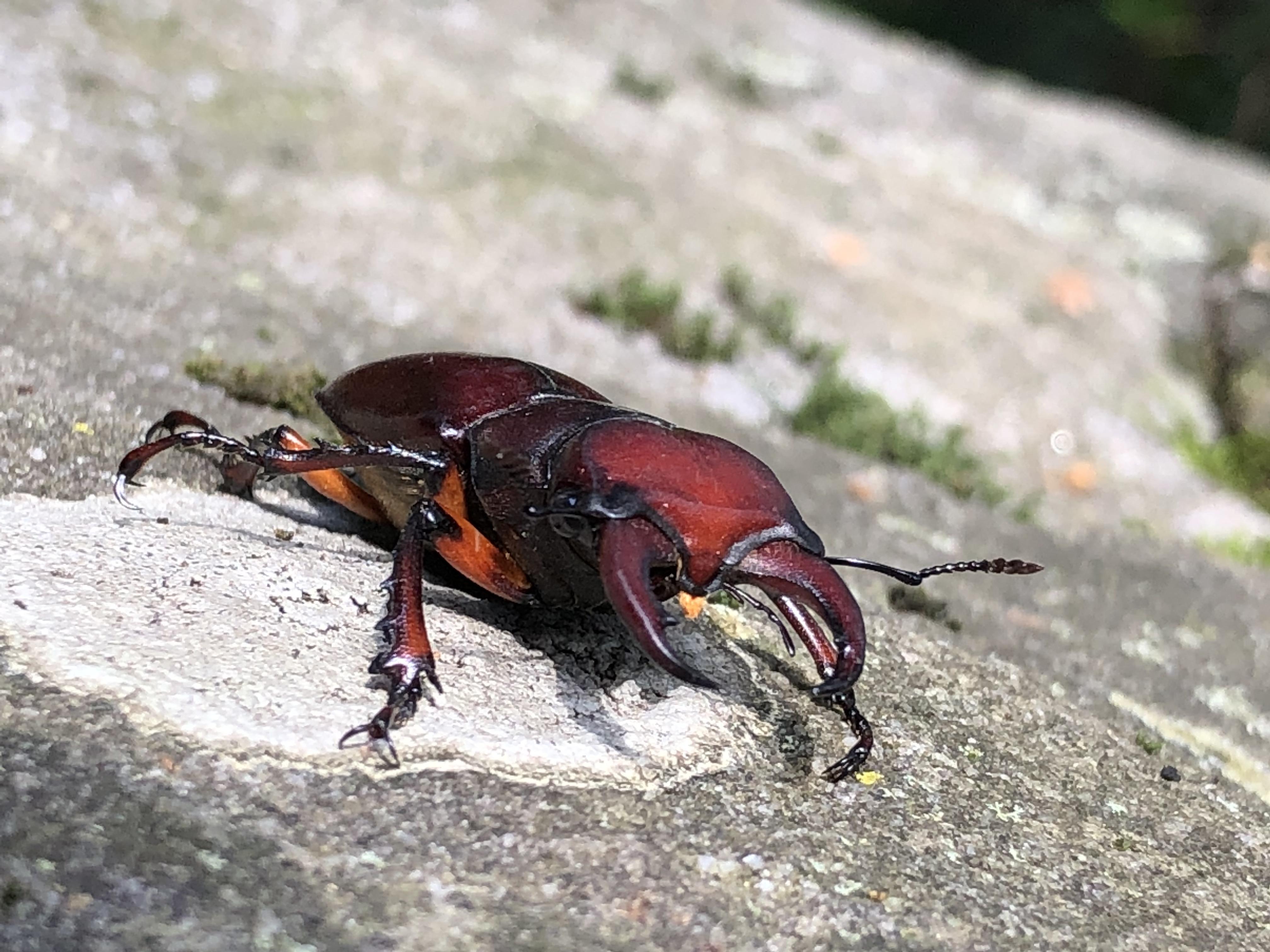 Up close picture of a blood red stag beetle I found r/natureismetal