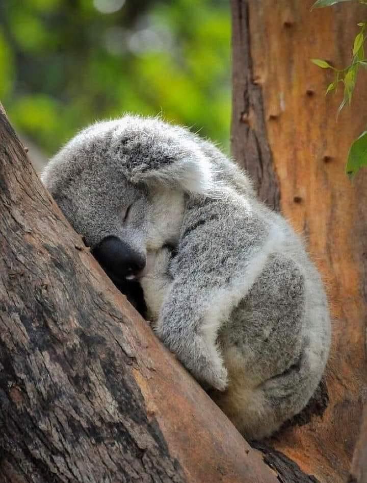 Sleeping baby koala r/aww