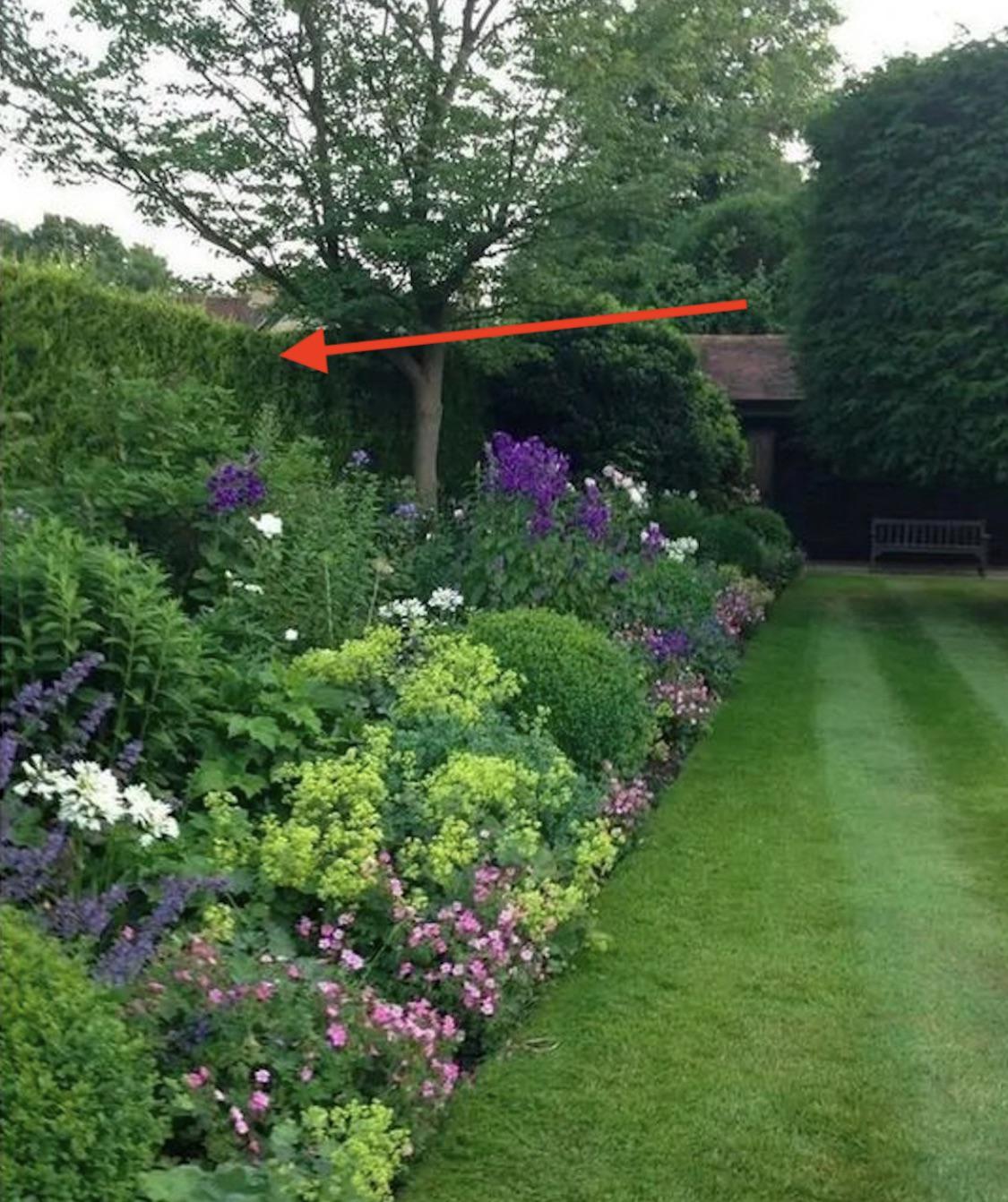 Can you help me identify the tall hedge in this picture? Also, any