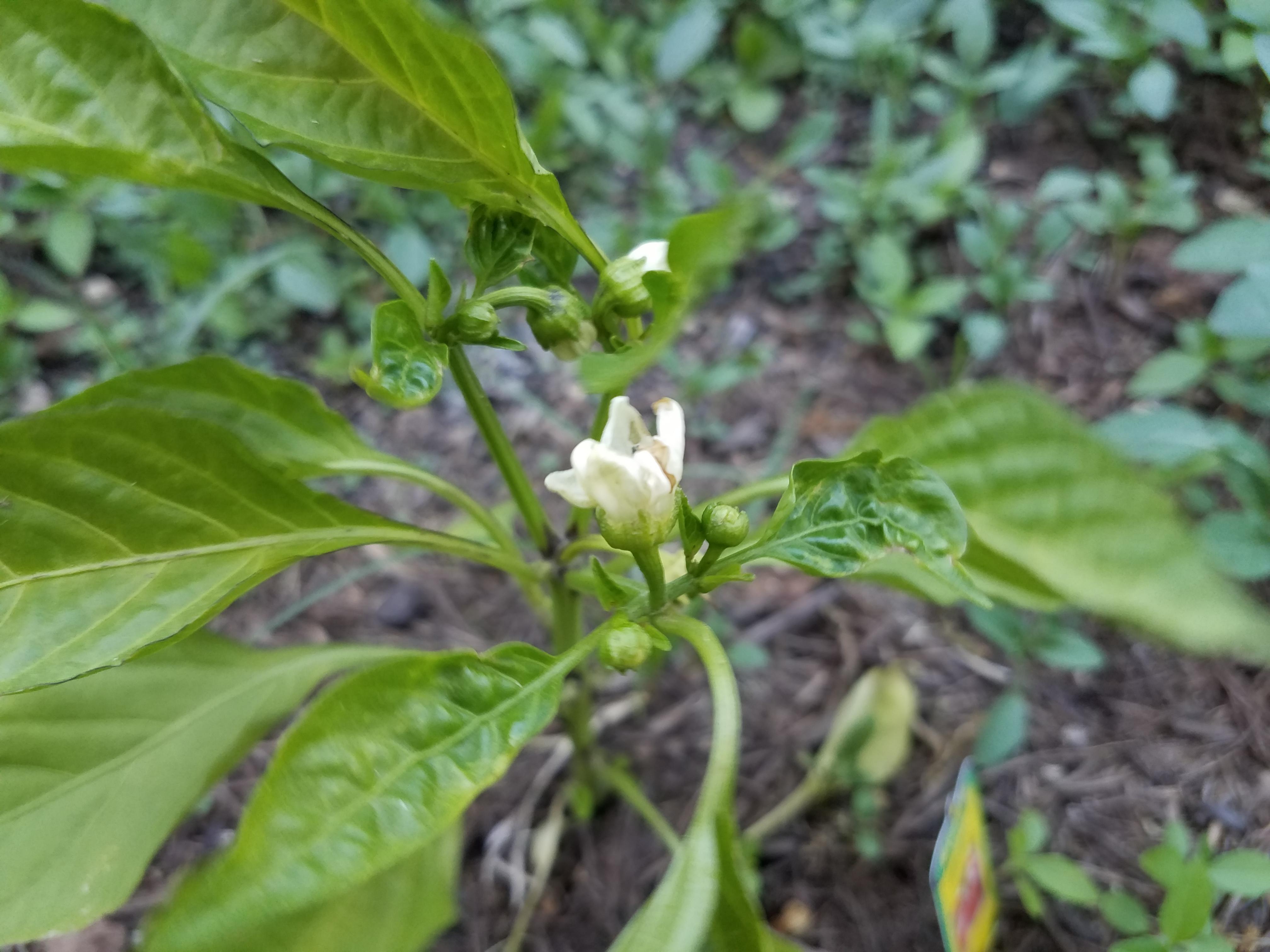 Leaves on the pepper turn yellow. And new ones are curled. What can it