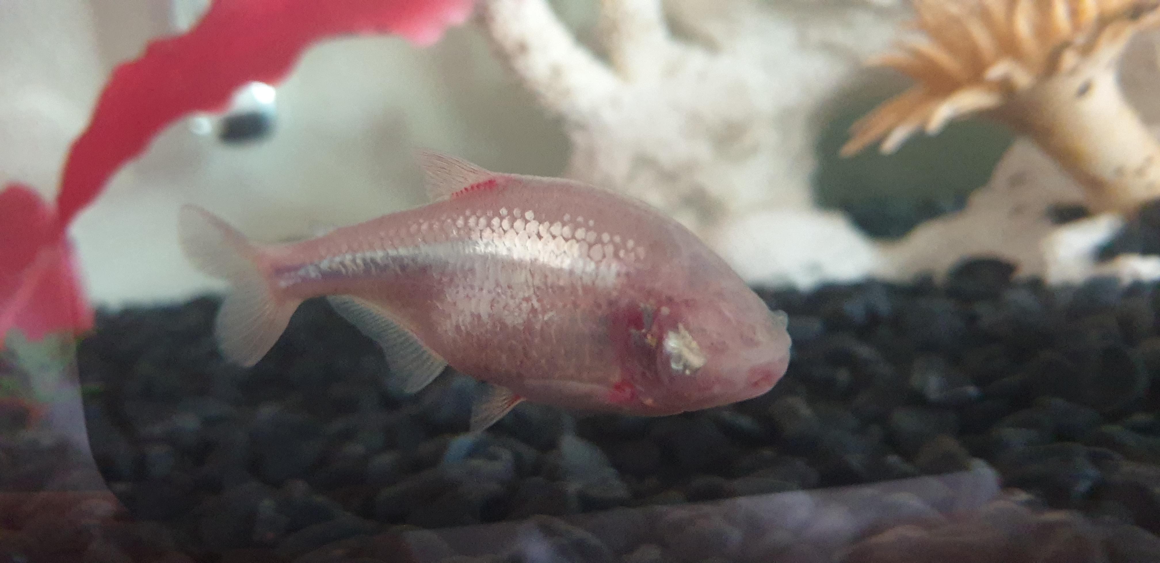 I finally got a good pic of one of my blind cave tetras! r/Fish