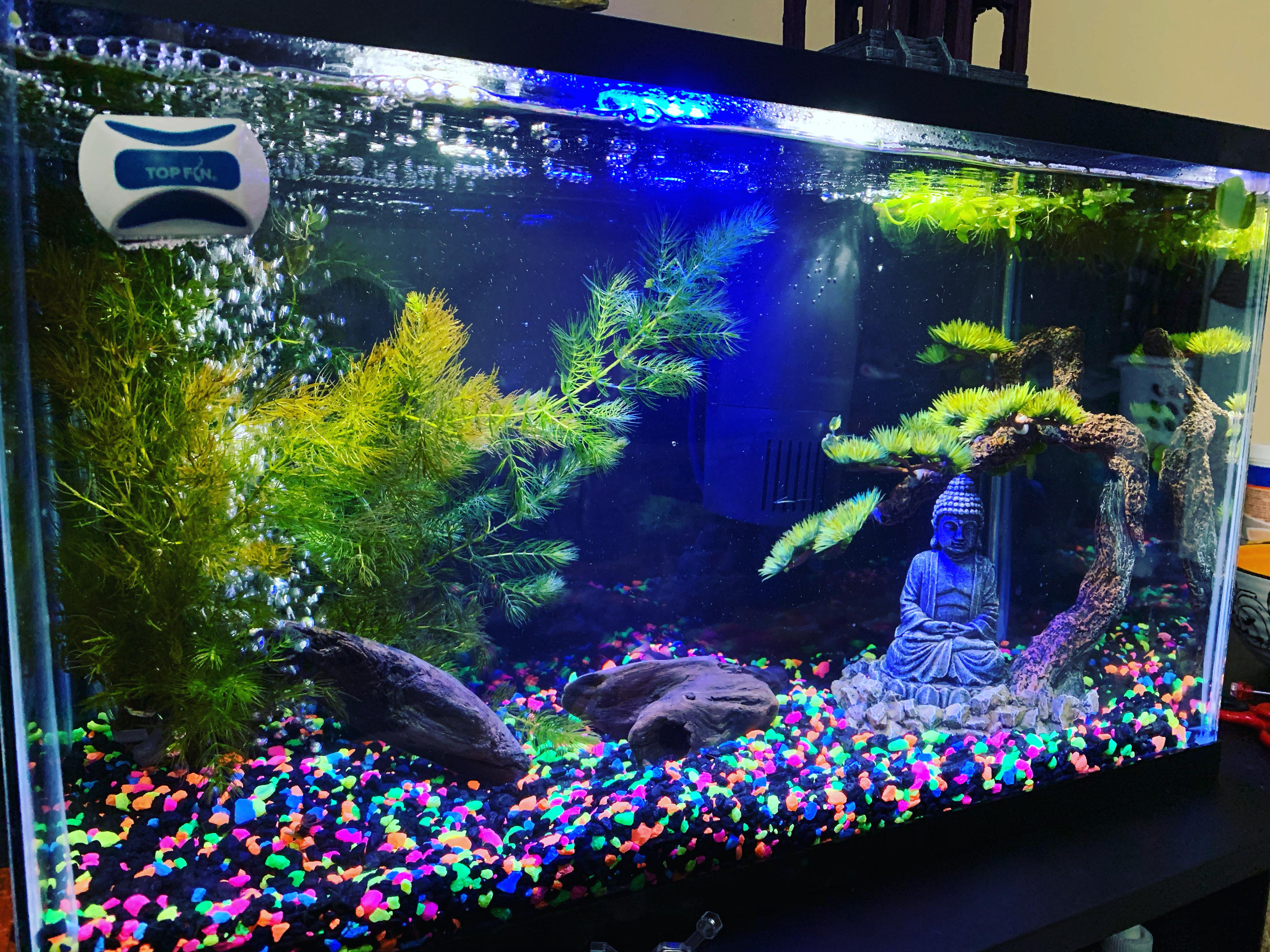 new glofish tank! Can’t wait to add a couple glofish to it ) r/Aquariums