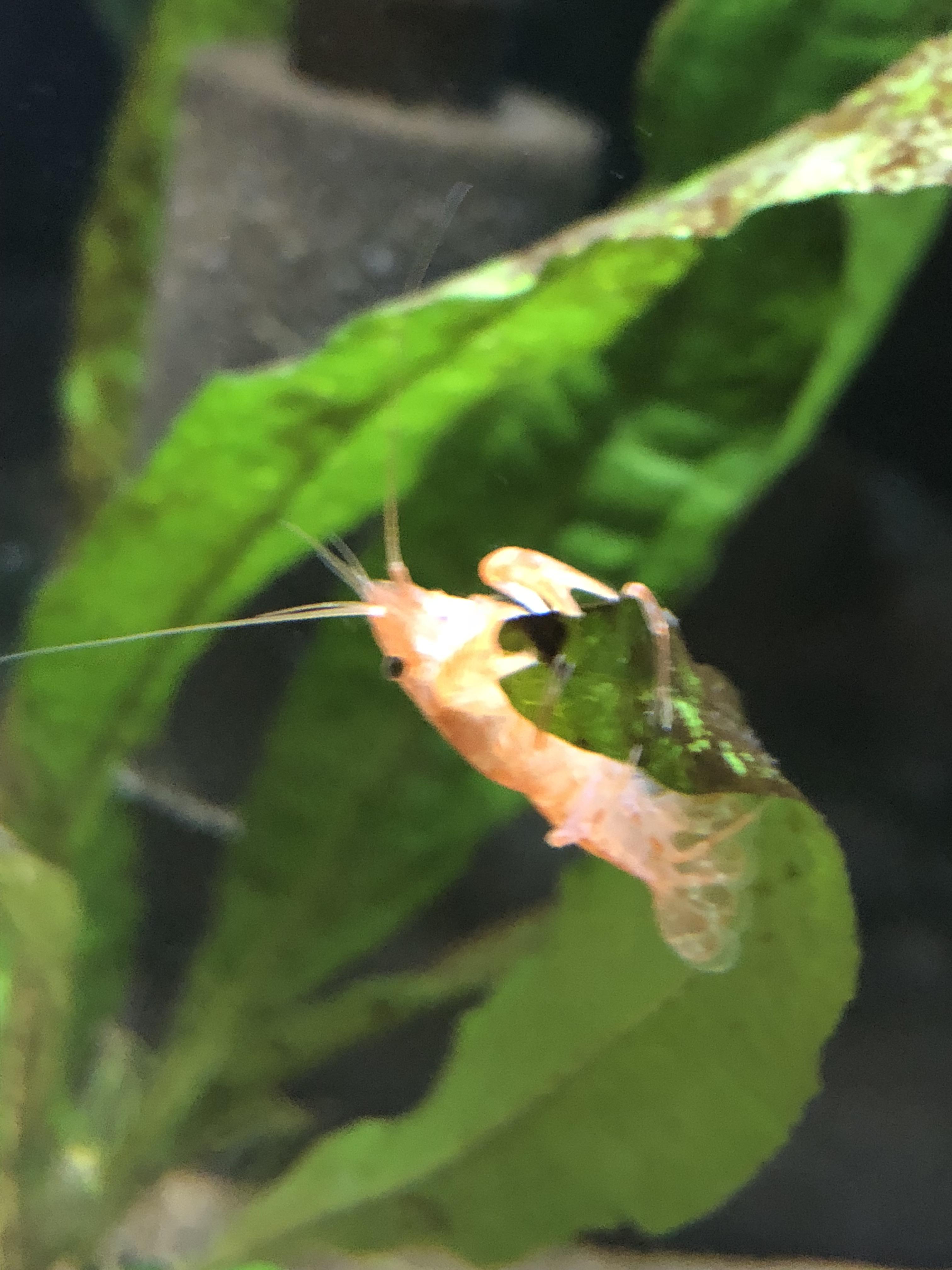 My Dwarf Crayfish Clinging For His Life r/Crayfish
