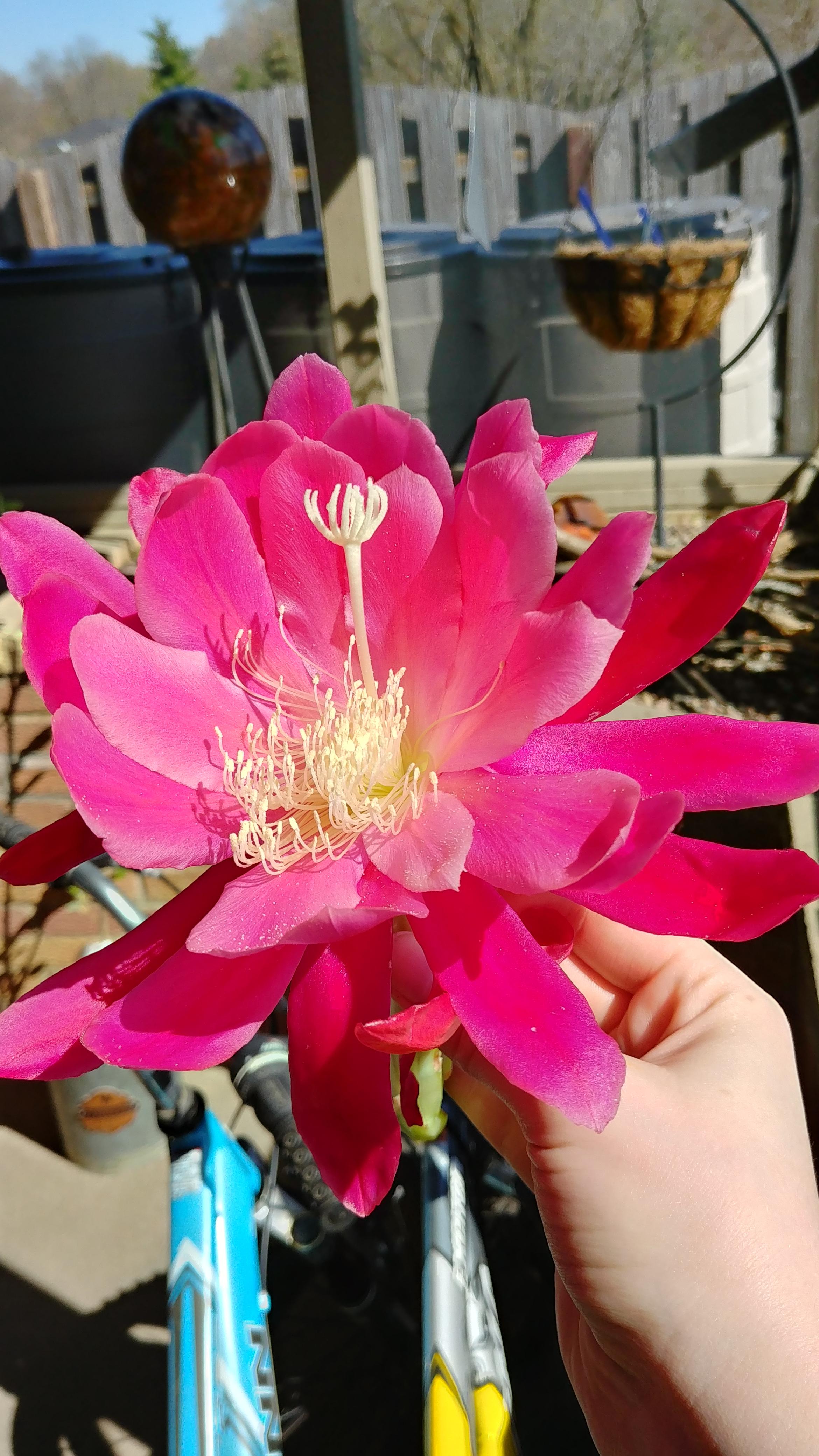 My orchid cactus' first bloom of the season 😍 such an amazing smell