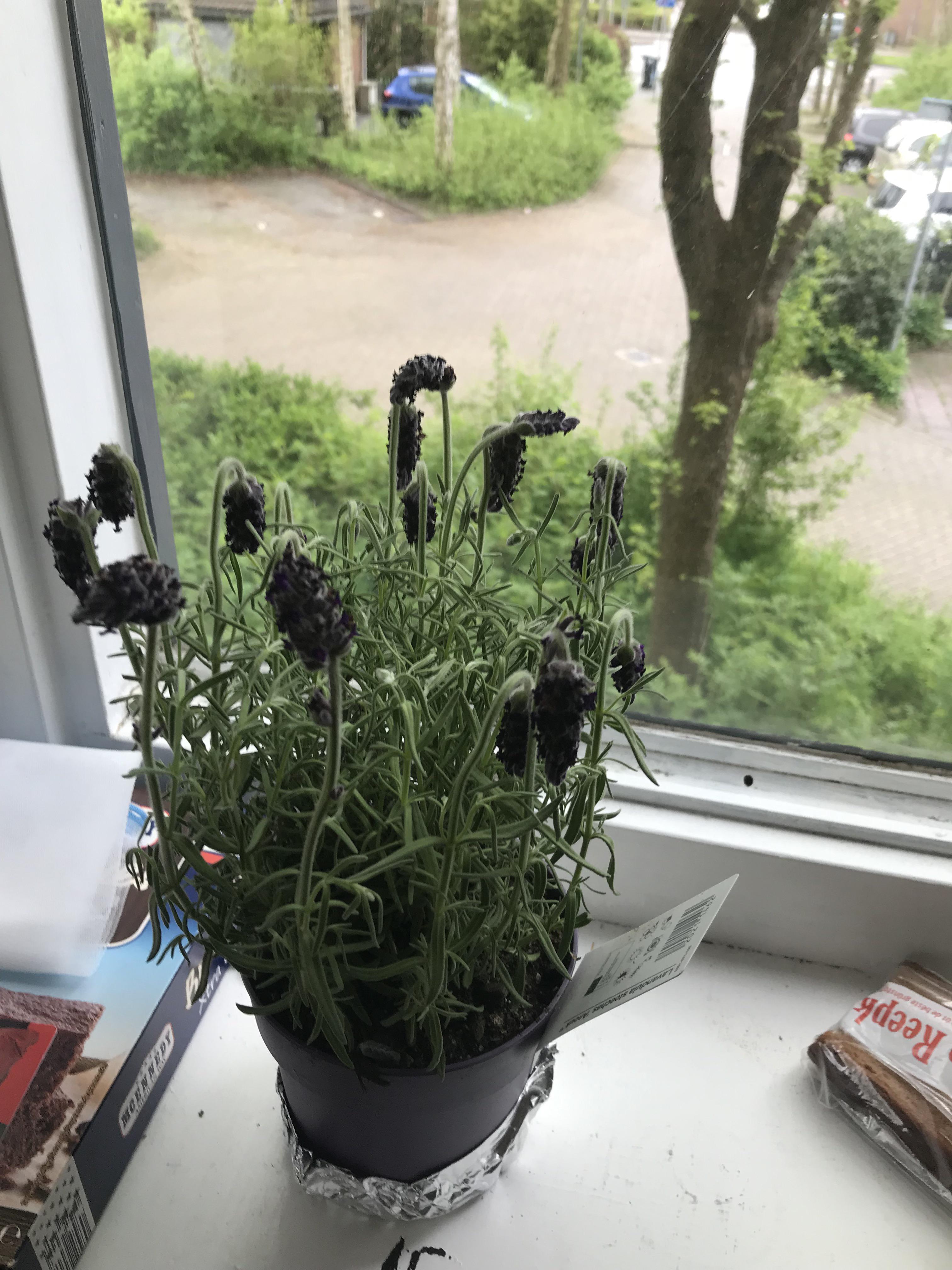 My lavender looks sad. What’s the problem? r/plantclinic