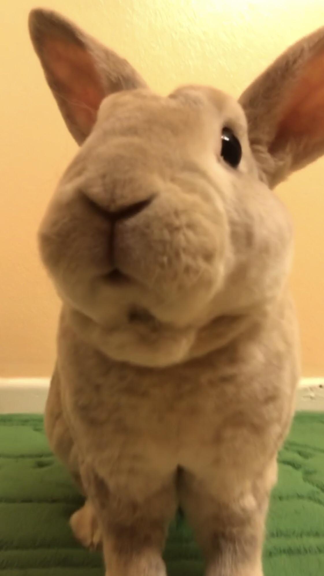 Bathroom booplesnoot (xpost r/Rabbits) r/Booplesnoots