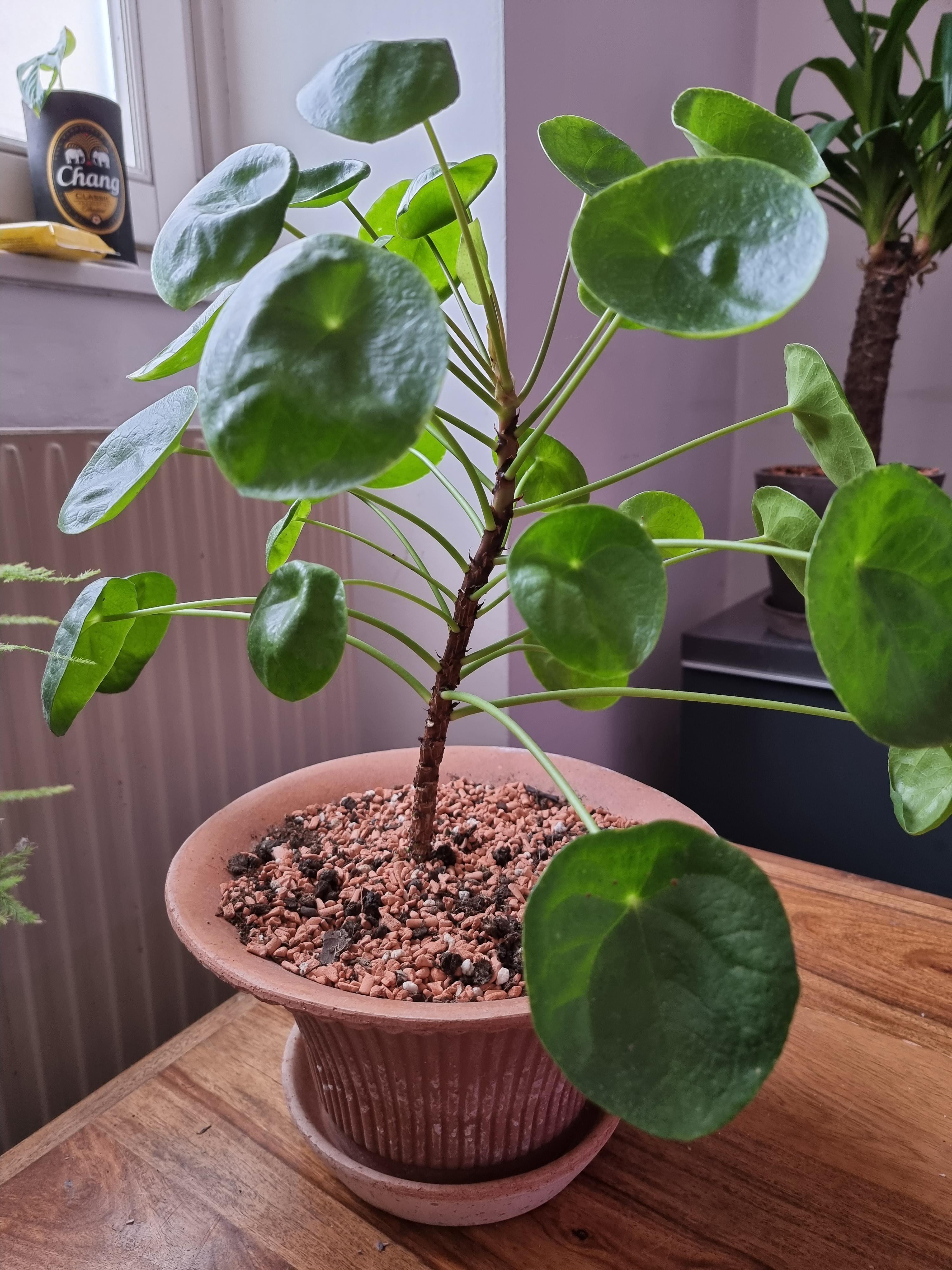 Any idea why my pilea is not growing any pups? r/houseplants