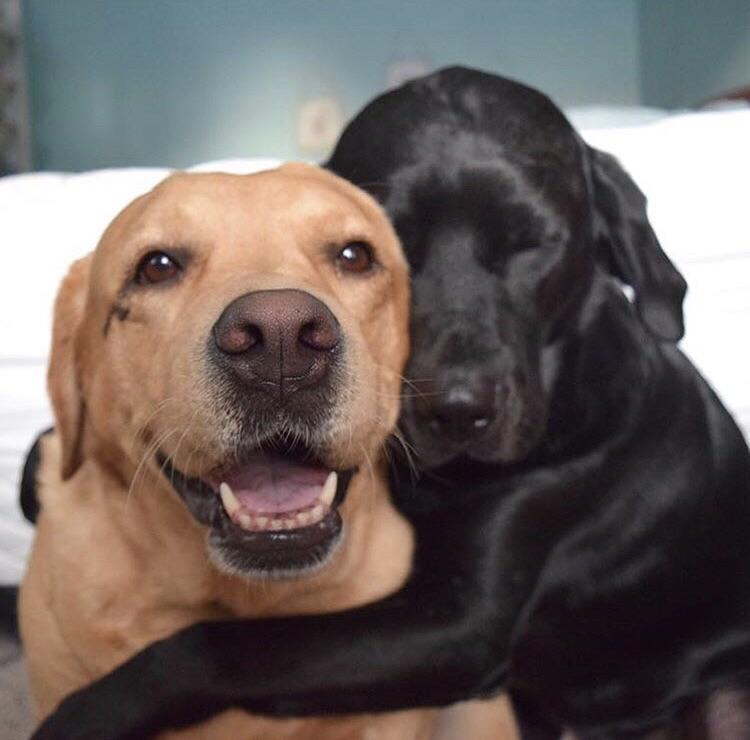Best frens r/pics