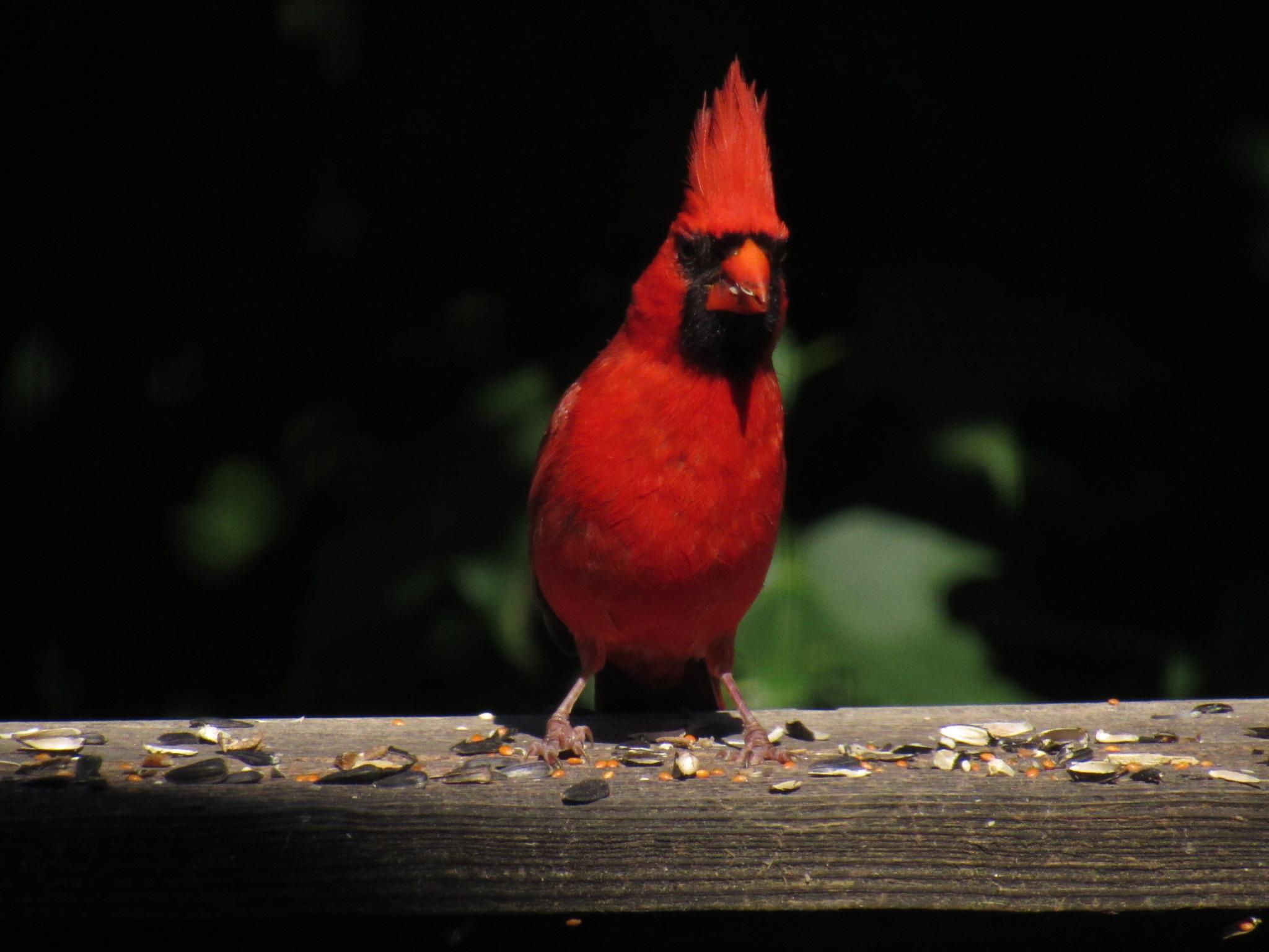 Ohio's state bird A Northern Cardinal rocking his major mohawk