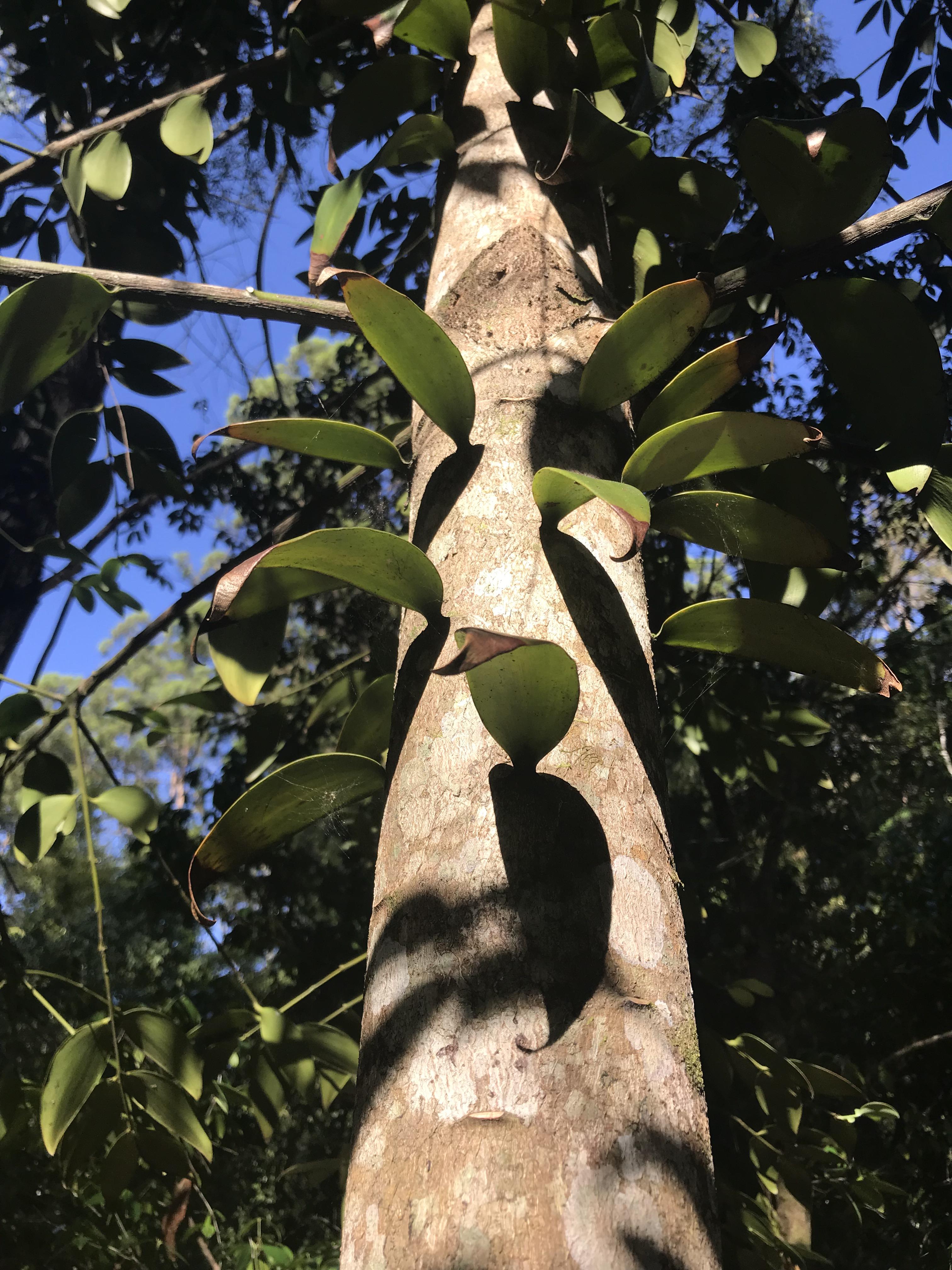 Why does this tree grow leaves out of the trunk? r/gardening