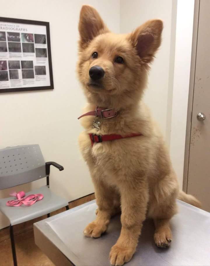 Mix of Golden Retriever and German Shepherd rarepuppers