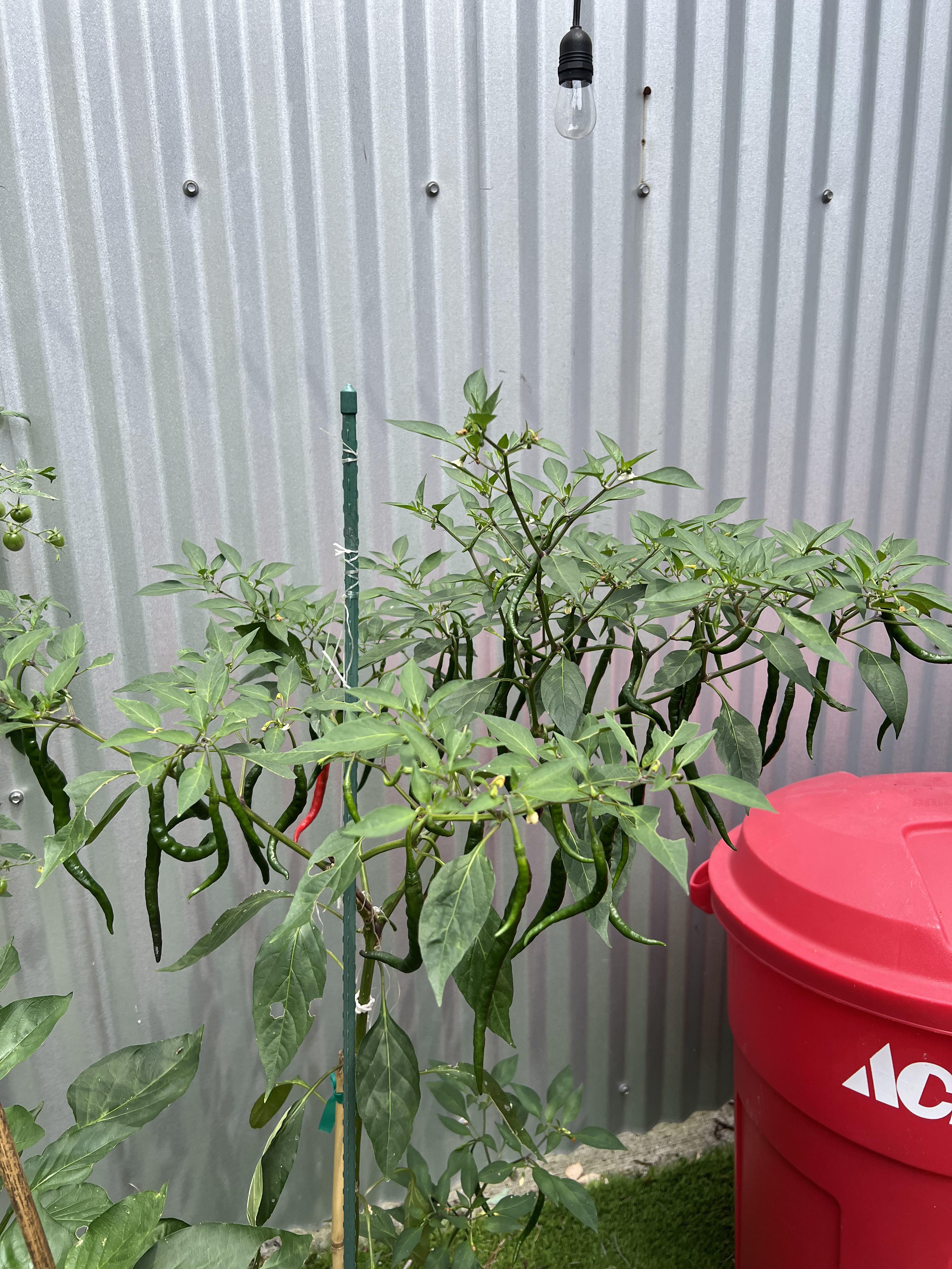 Gong Bao r/HotPeppers