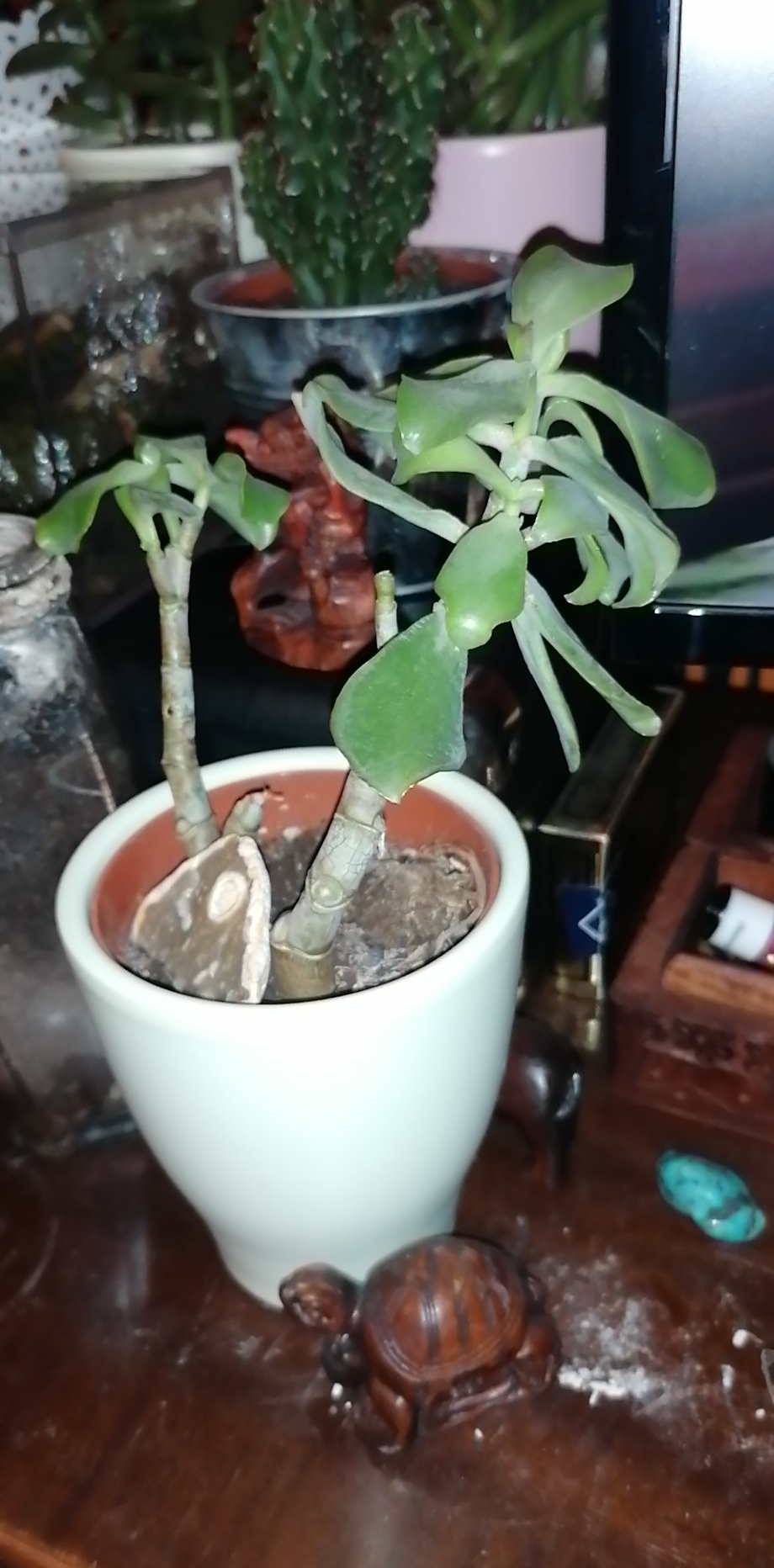 Money tree drooping and dropping leaves, I think it's faded too? Any
