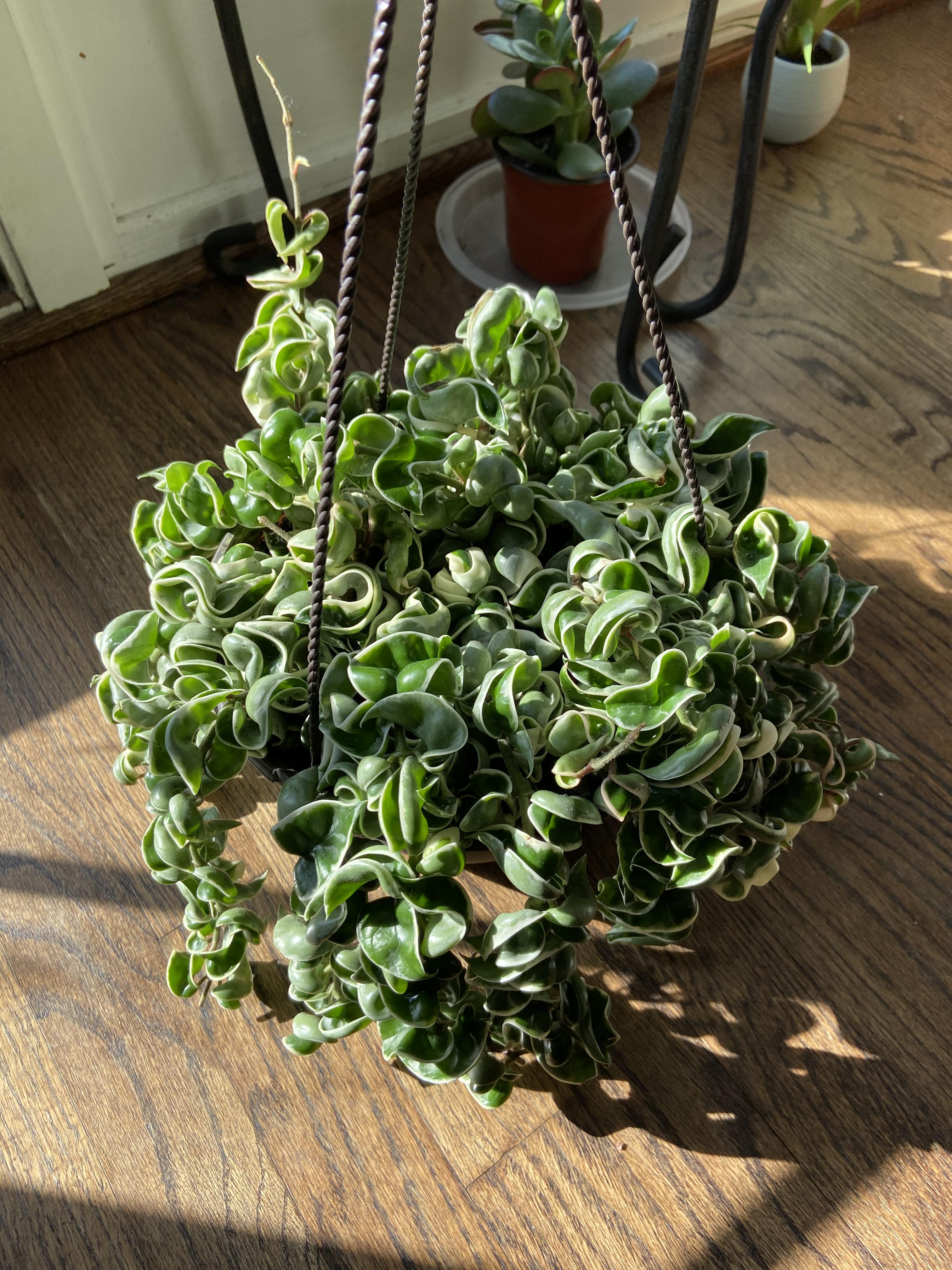Find of the decade!! Full basket of variegated Hoya Hindu rope for less