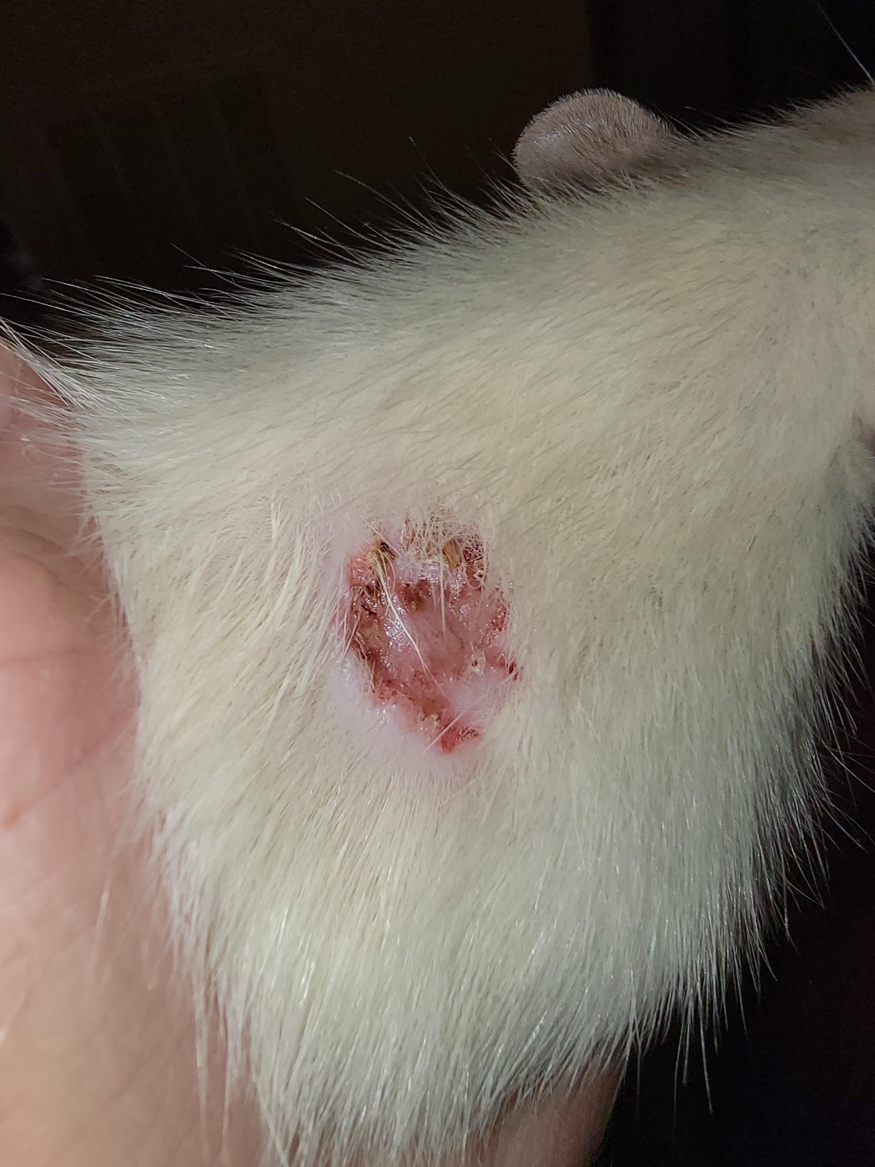 How do I treat this spot on my Comet? She had mites a while back and