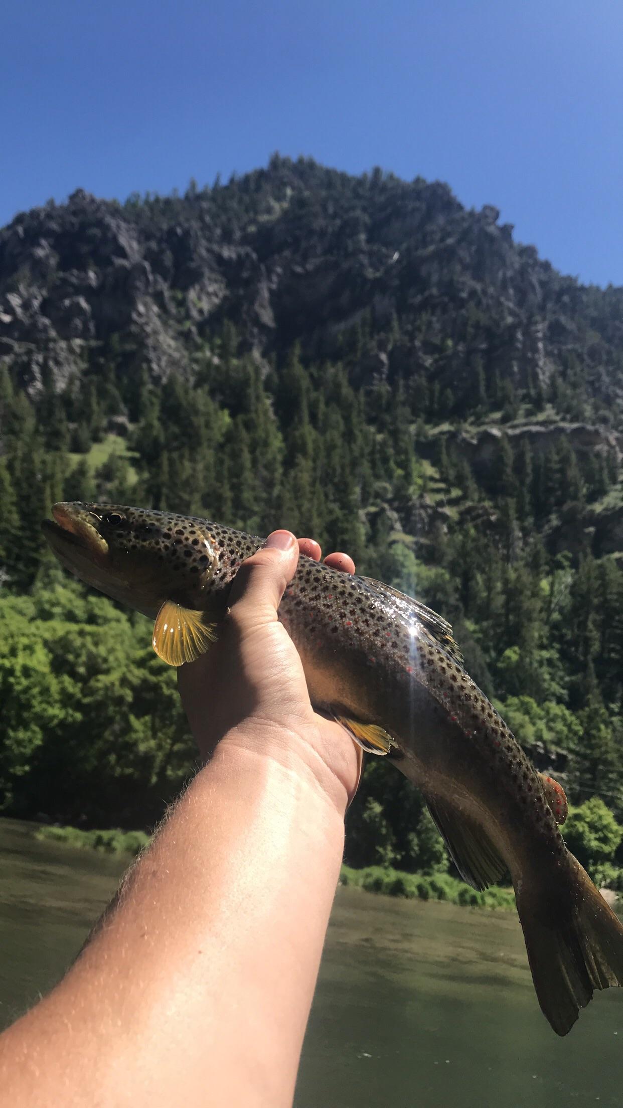 Mountain streams are decent [fw] r/Fishing