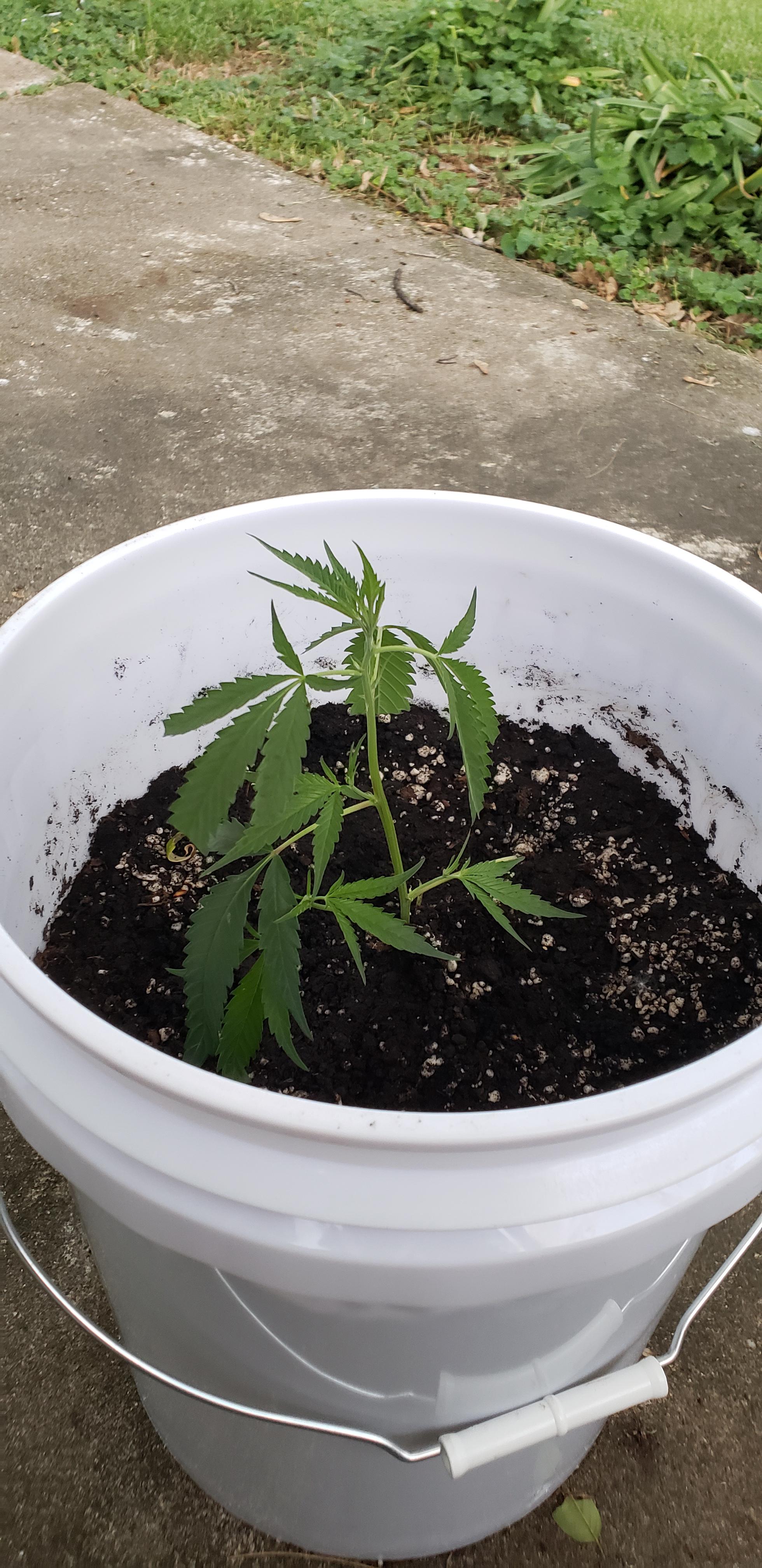 Transplant wilting HELP. Is it normal?