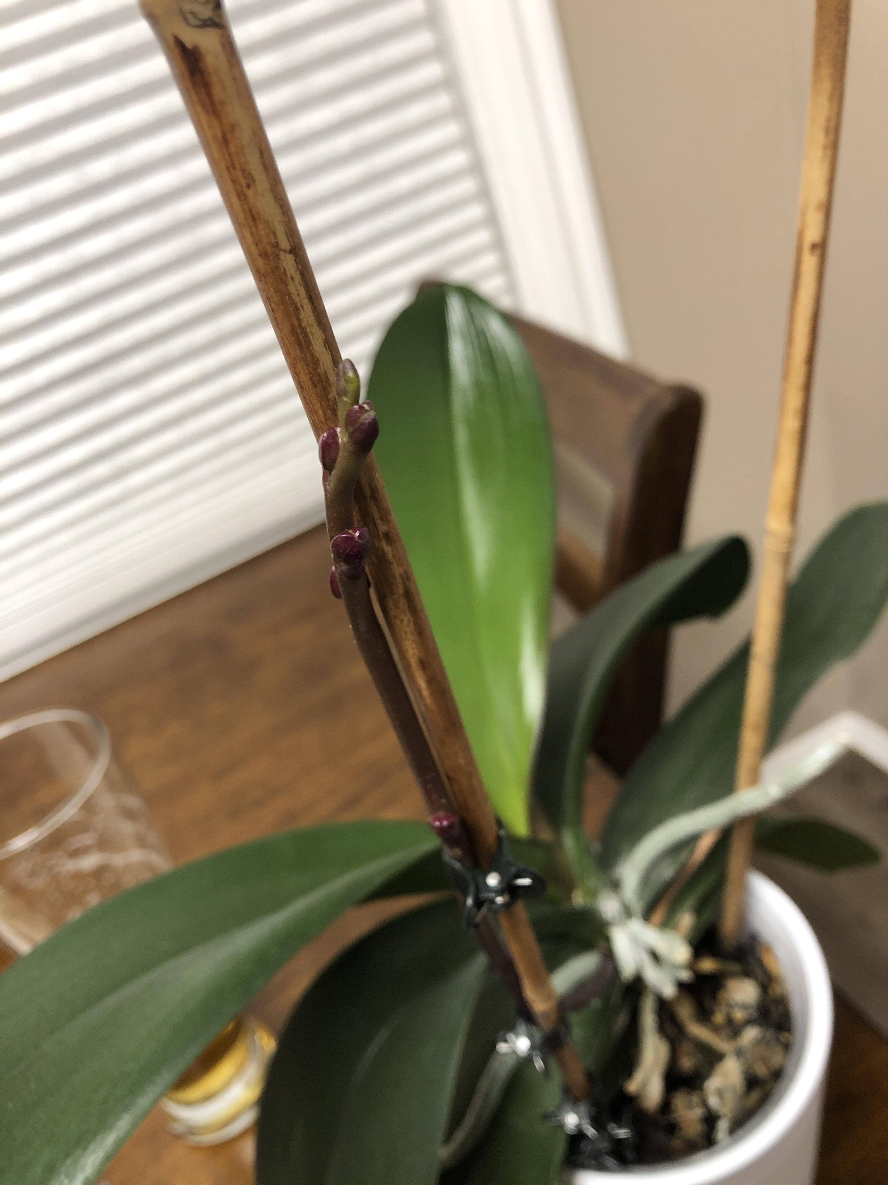 The bloom is coming! Third year of regrowth r/orchids