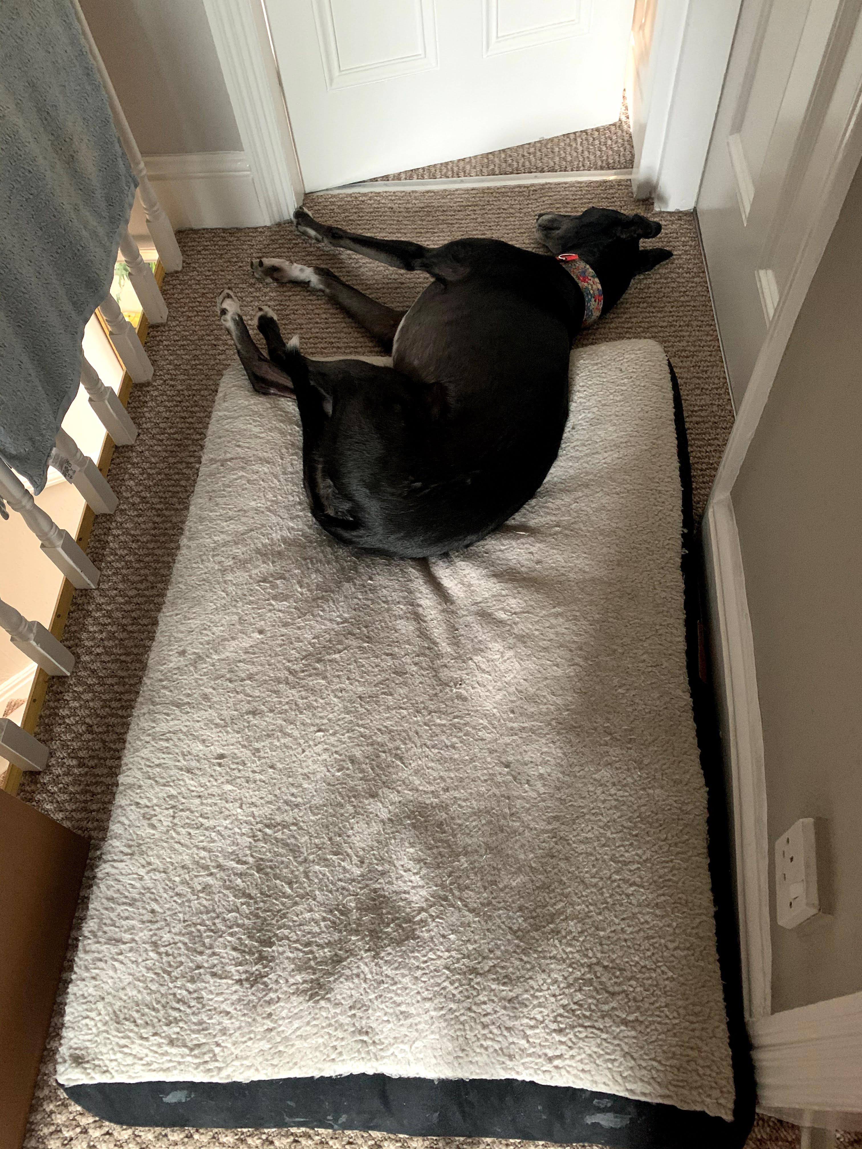 Bed fail r/Greyhounds