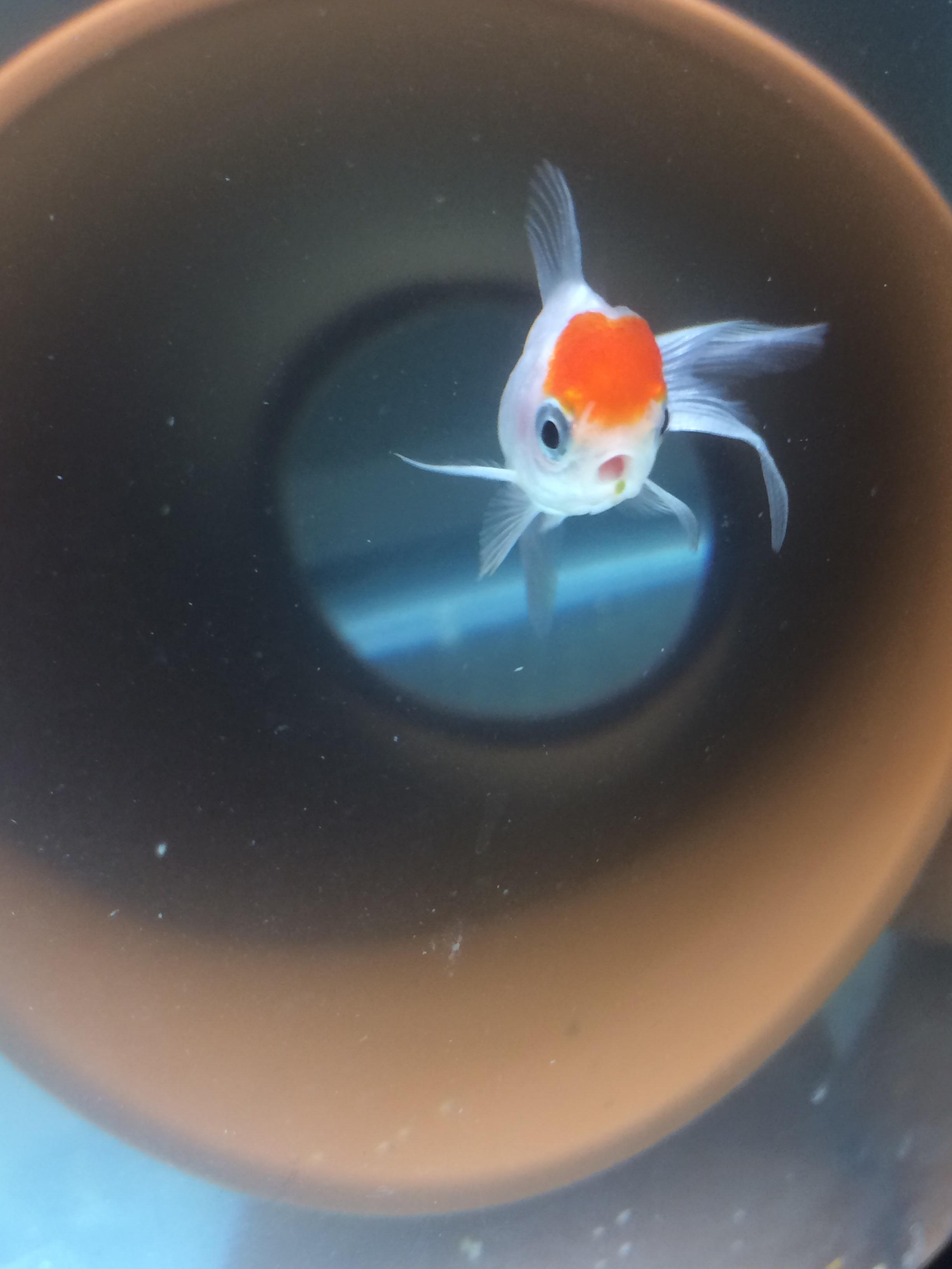 Me removes gravel substrate from tank to be a better fishparent