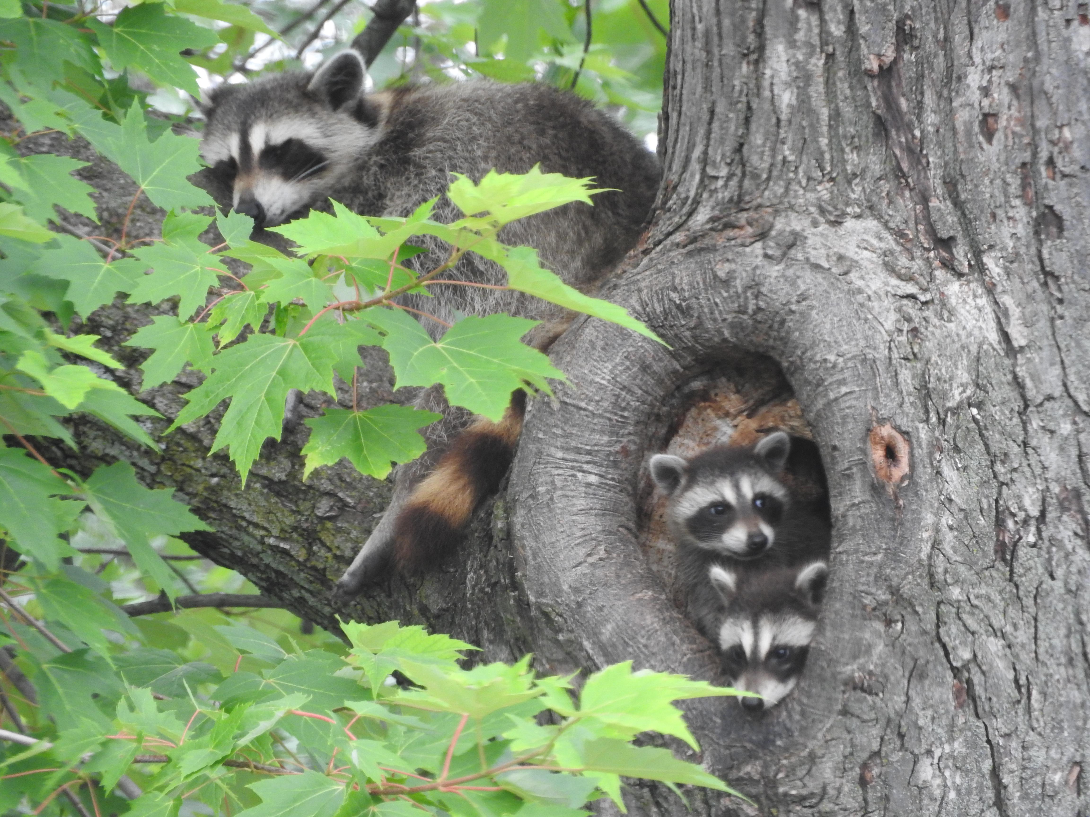 I've started a little Instagram for a family of raccoons that live near