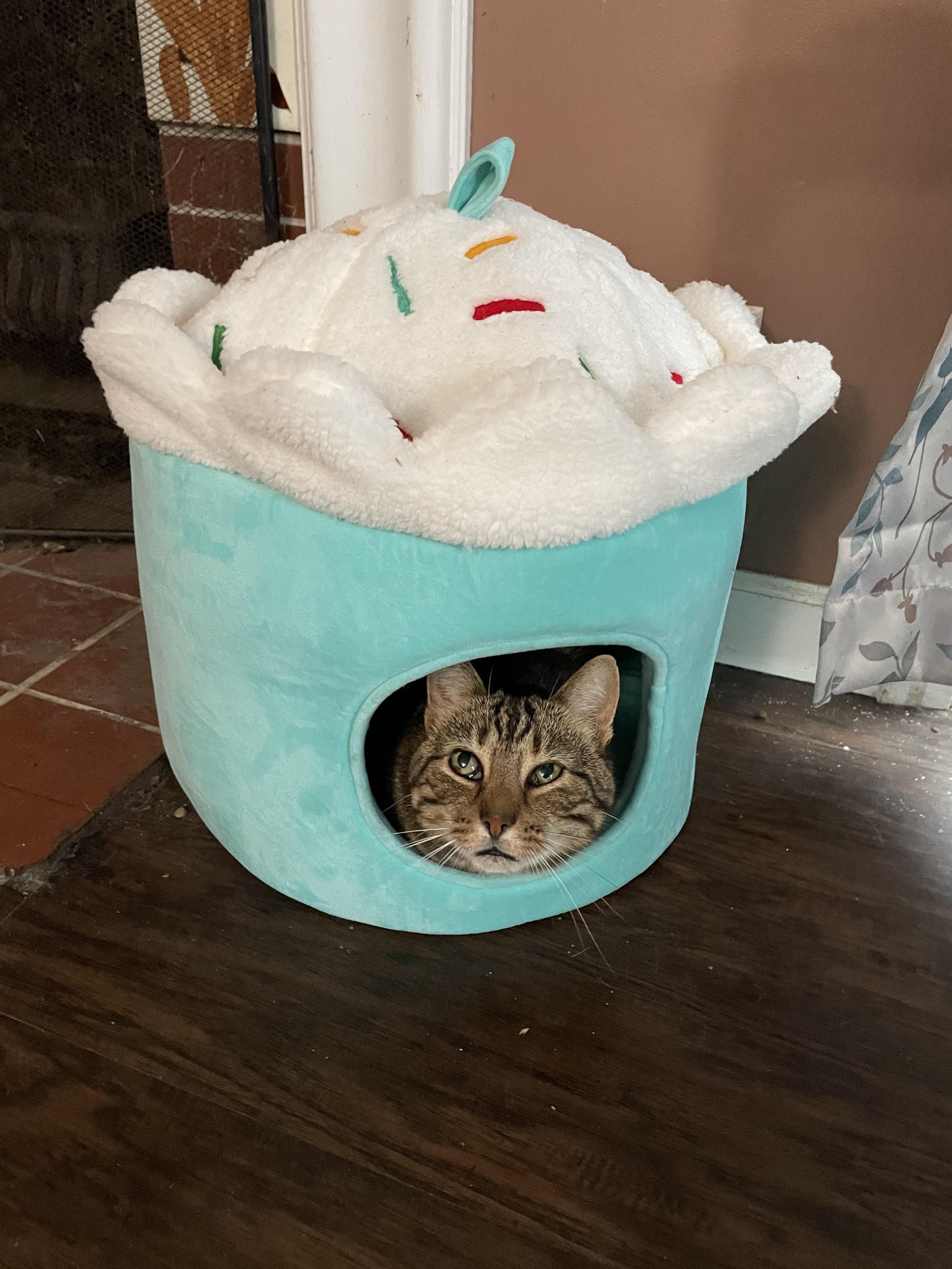 Aldi's Priano Breaded Veal Patties really good! (and kids love them