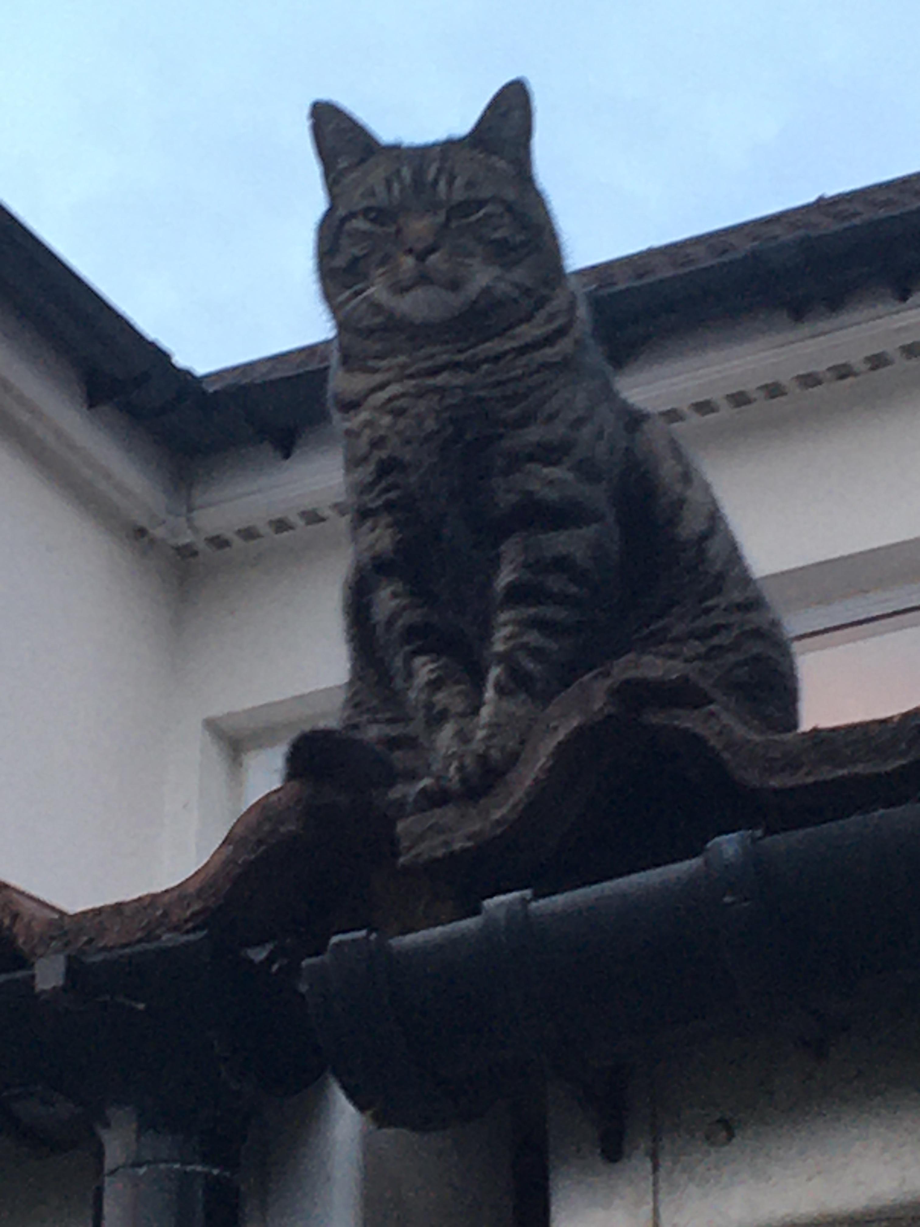 10000 best Standing Cat images on Pholder Cats