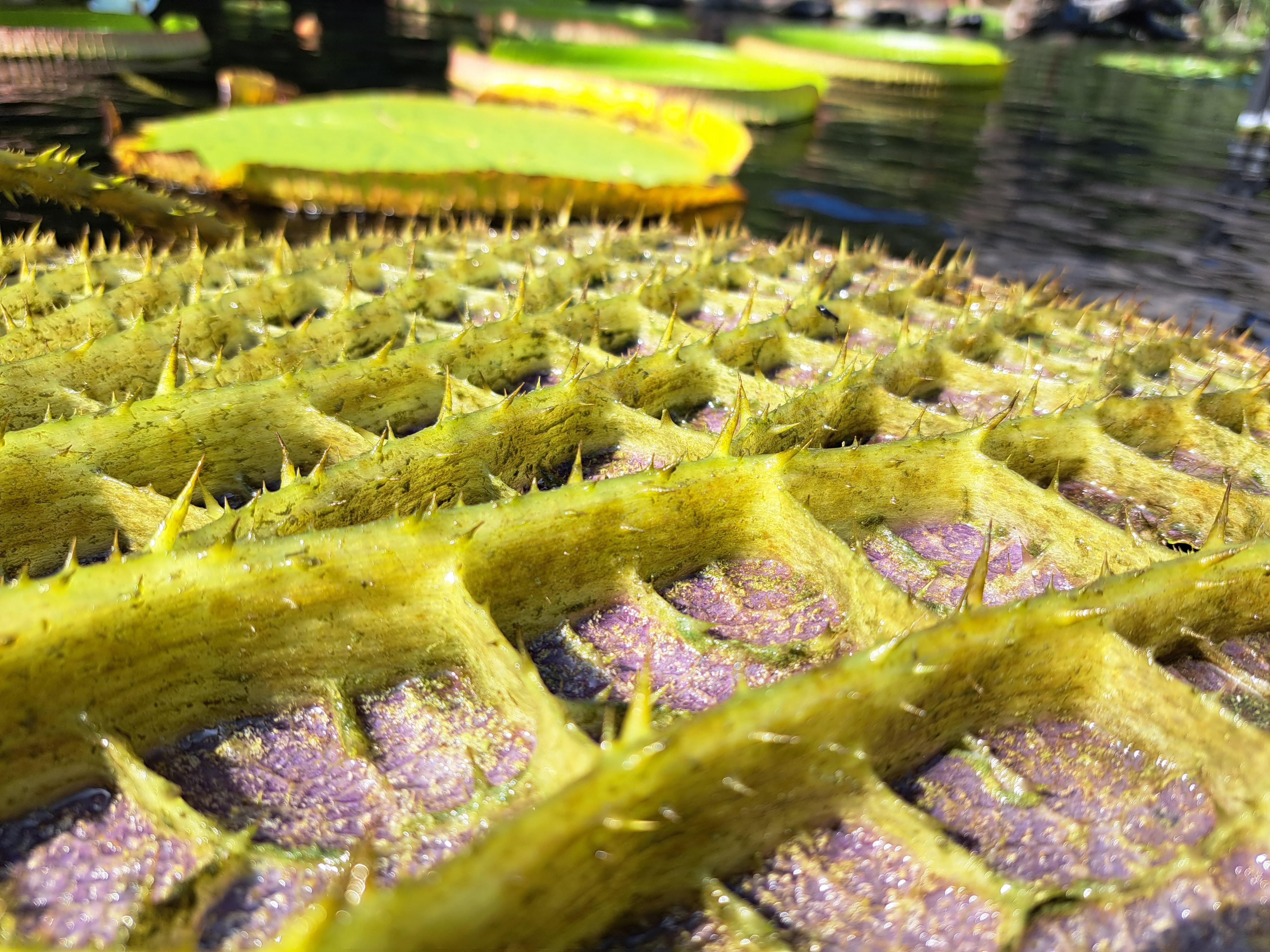 Looking for glove suggestions, Victoria cruziana r/rareplants