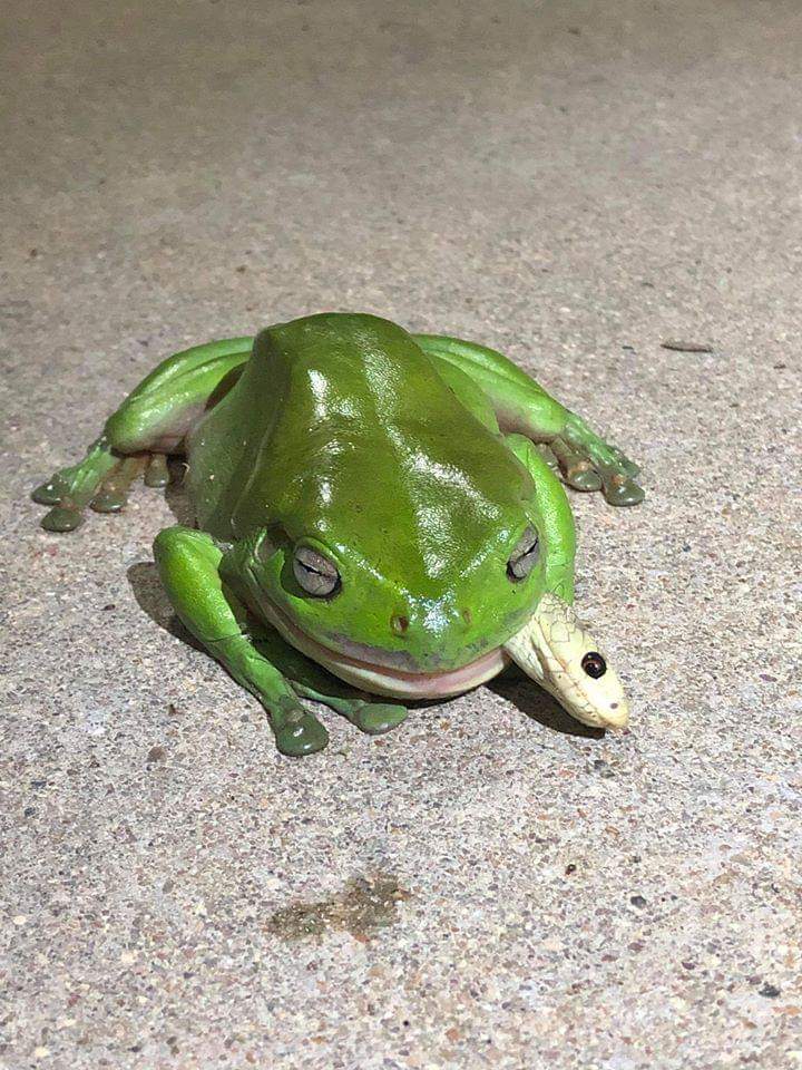 Just a green tree frog eating a baby coastal taipan natureismetal
