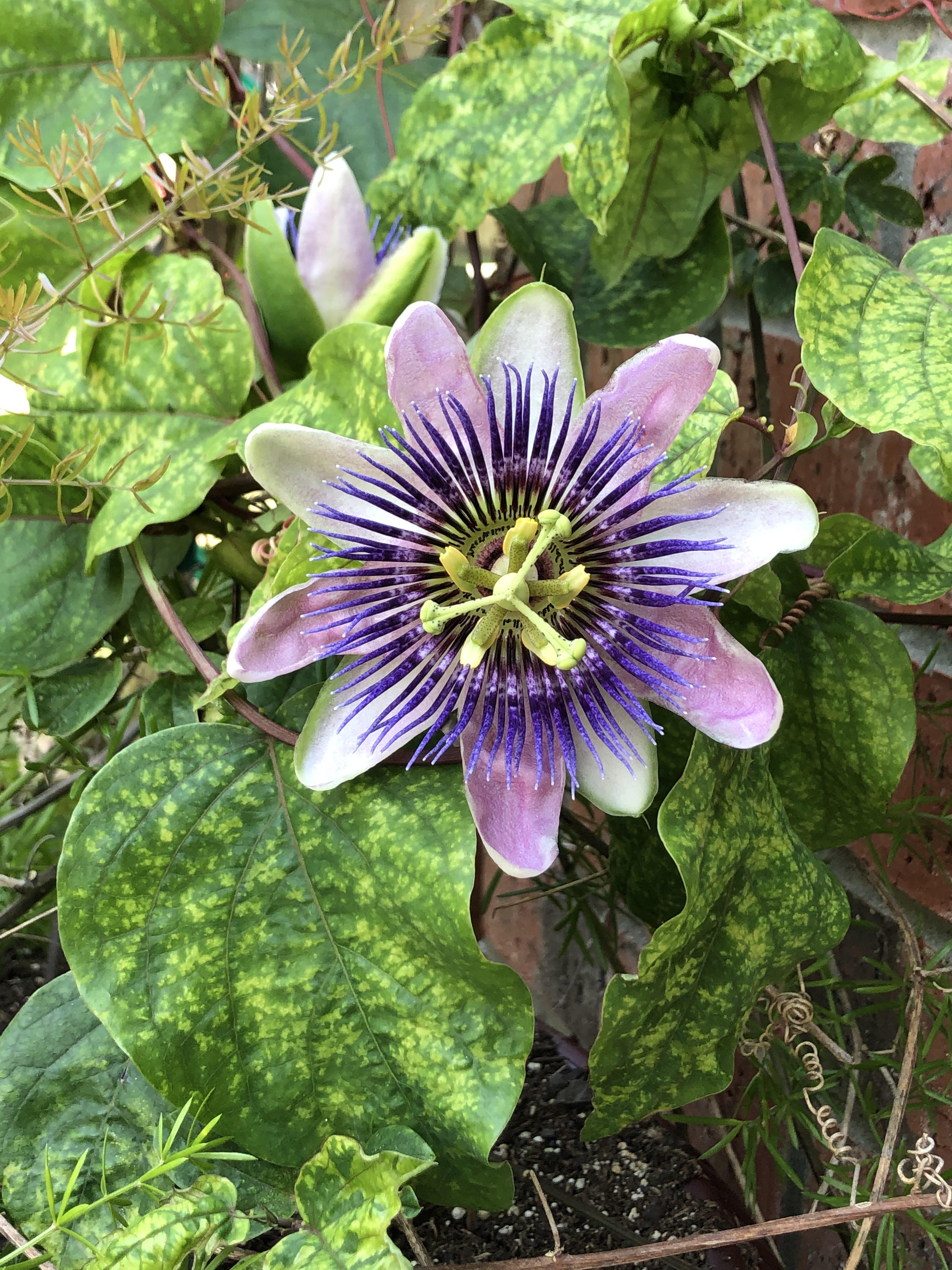 My passionflower is blooming! r/gardening
