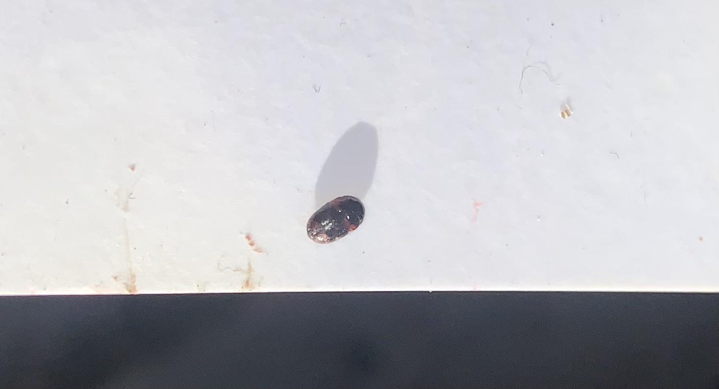 I think I found bed bugs in my car?! Help! r/Bedbugs