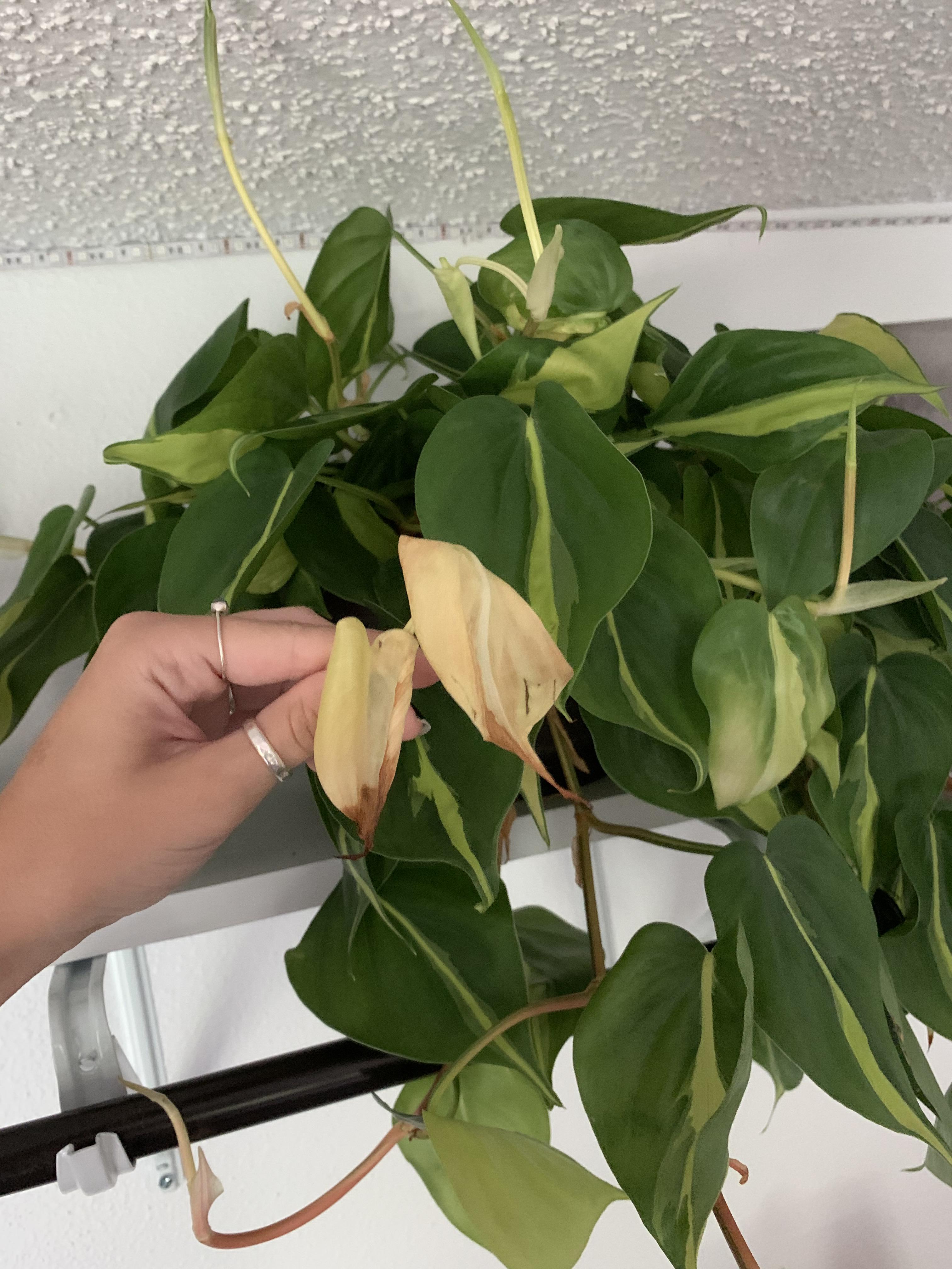 help! any reason the new growth on my philodendron brasil looks like