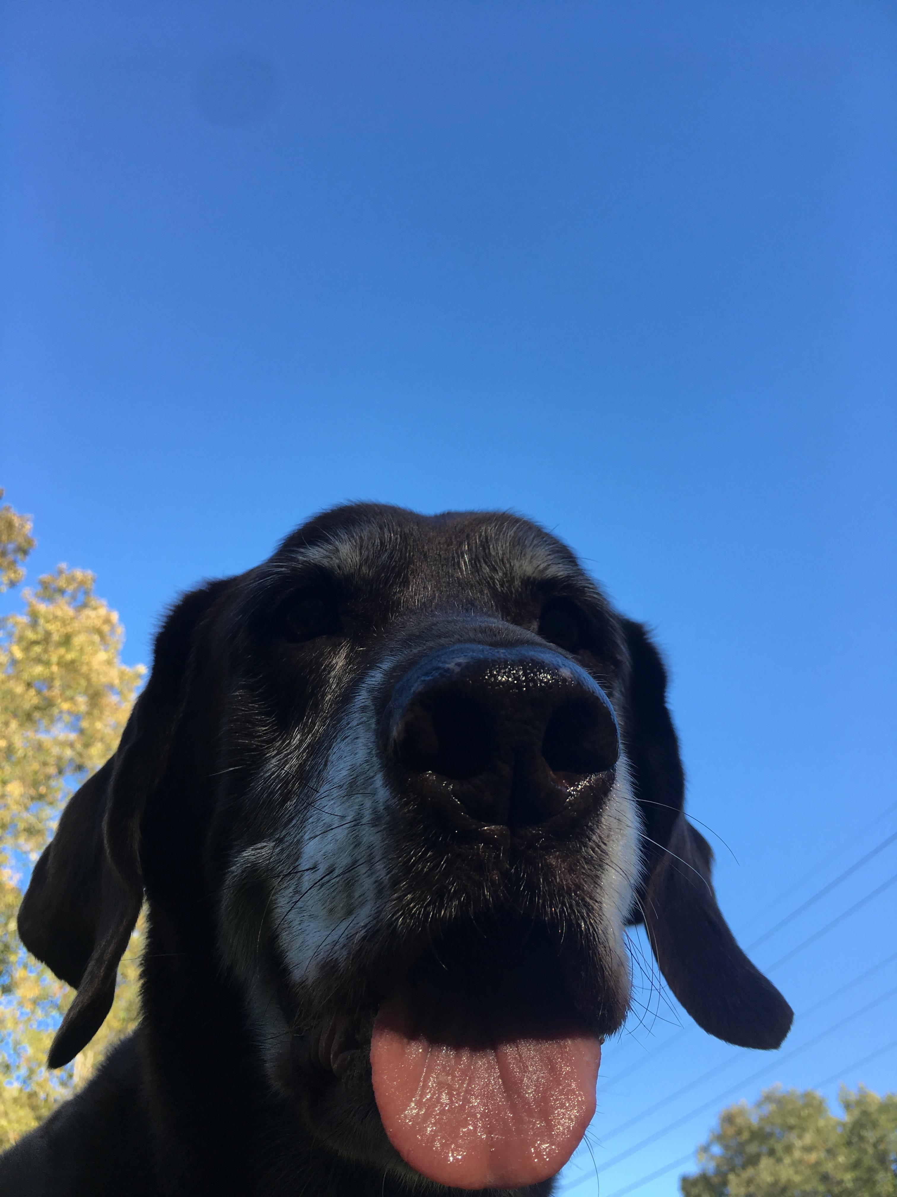 My 15yearold chocolate lab. Loves his ear rubs! r/dogpictures
