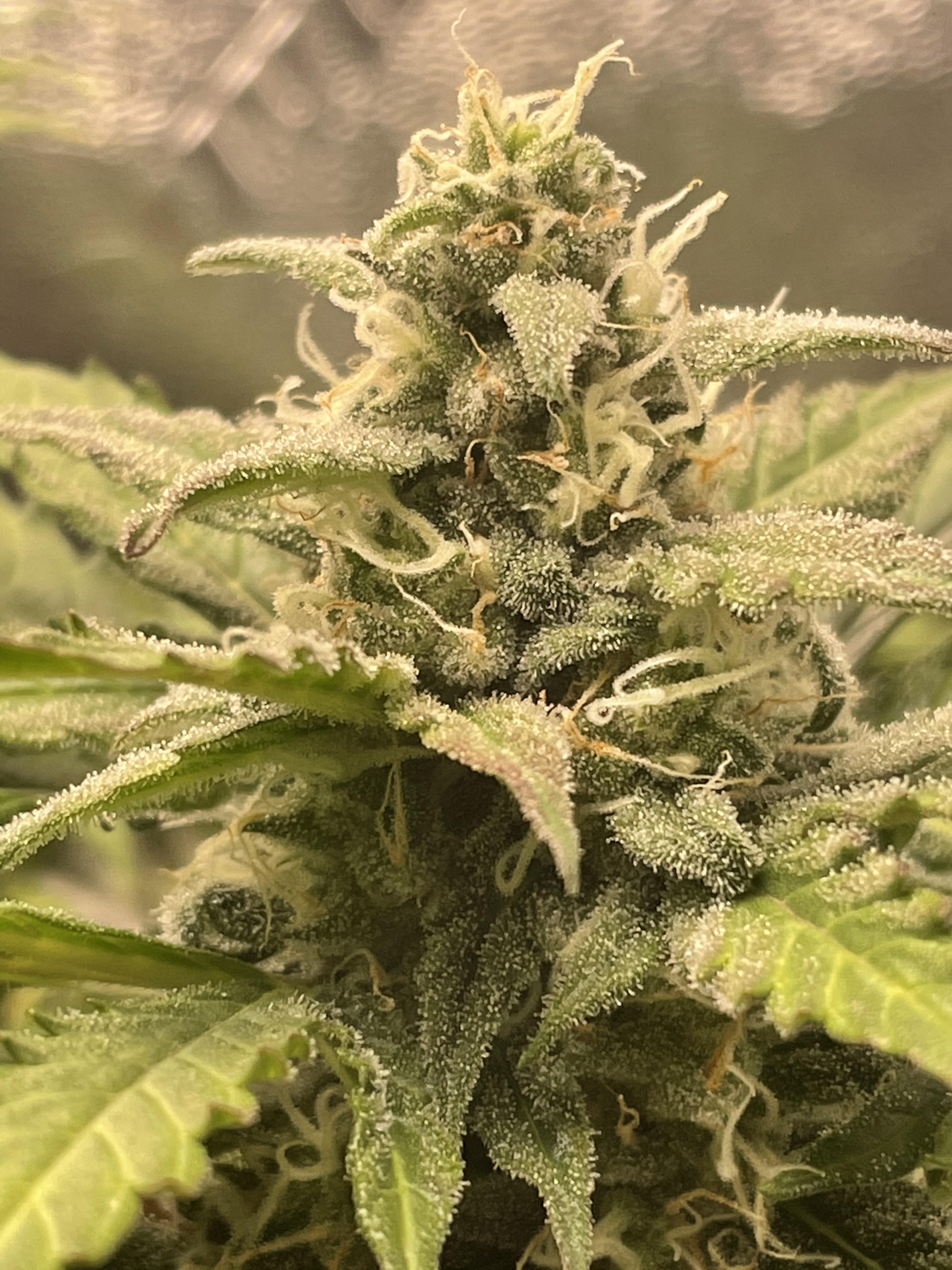 Northern Lights Auto. : r/Autoflowers