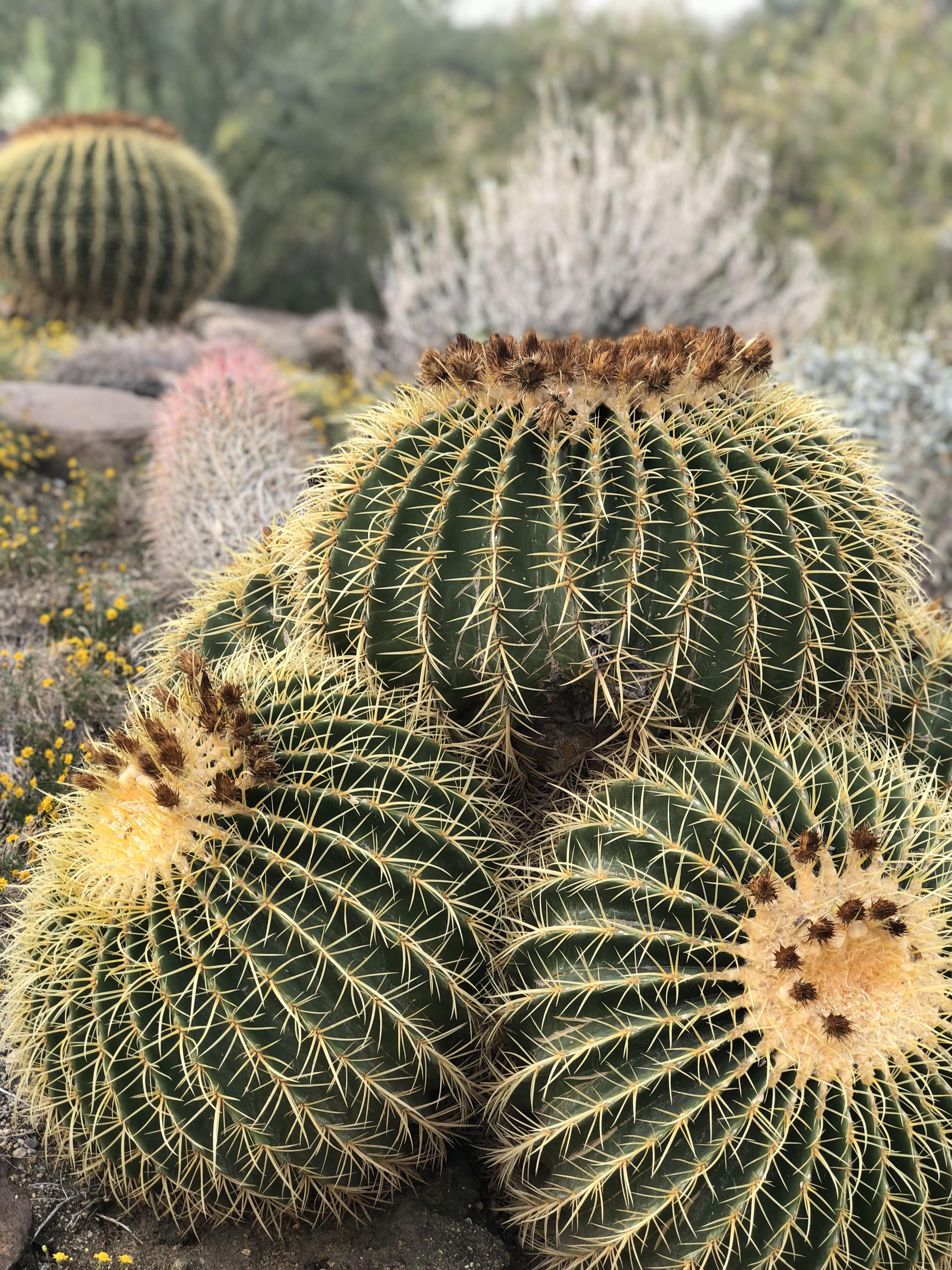 Cactus Gardens in The Living Desert, Palm Springs CA r/Outdoors